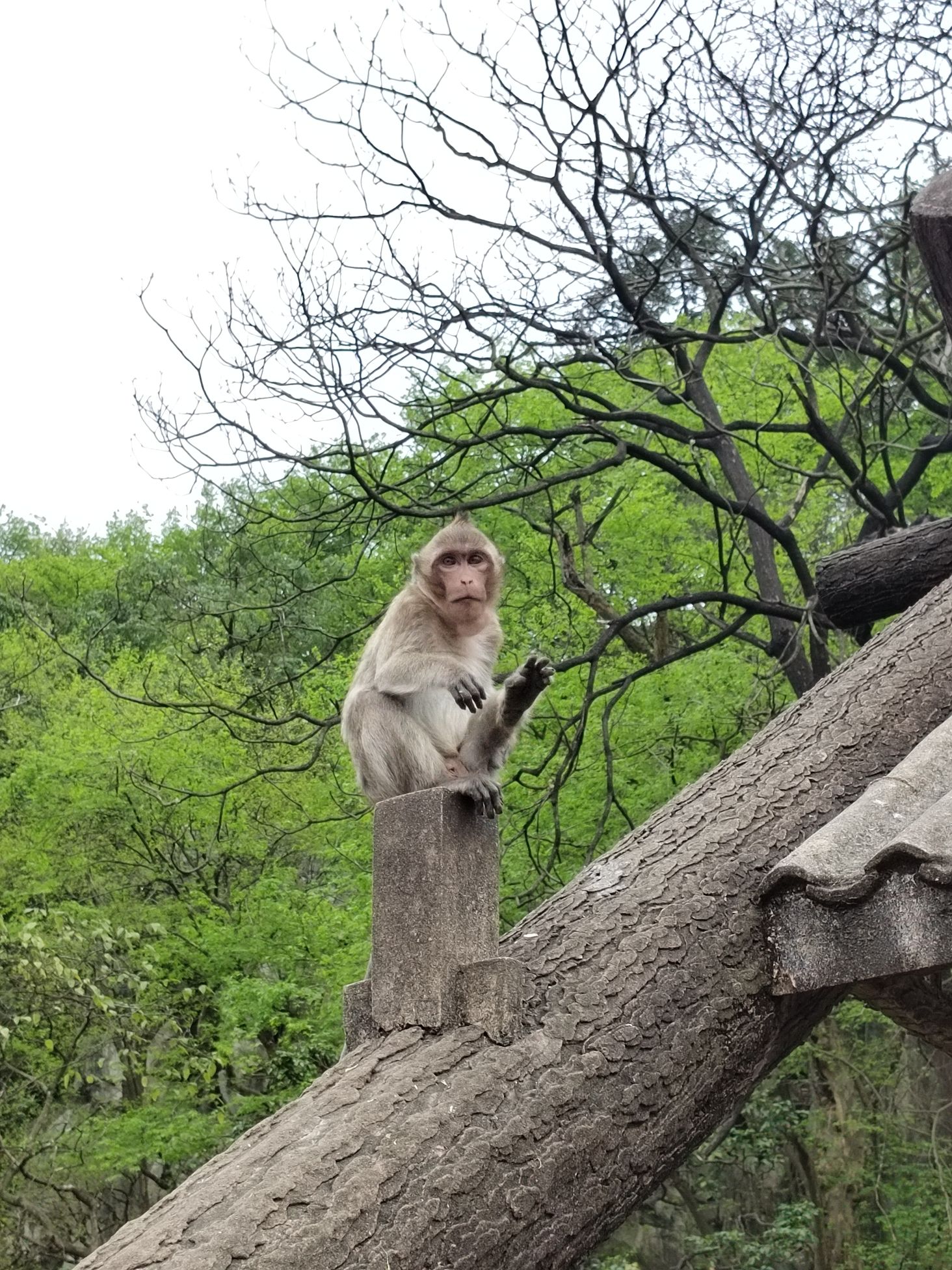 碧芙蓉景区旅行图片 3