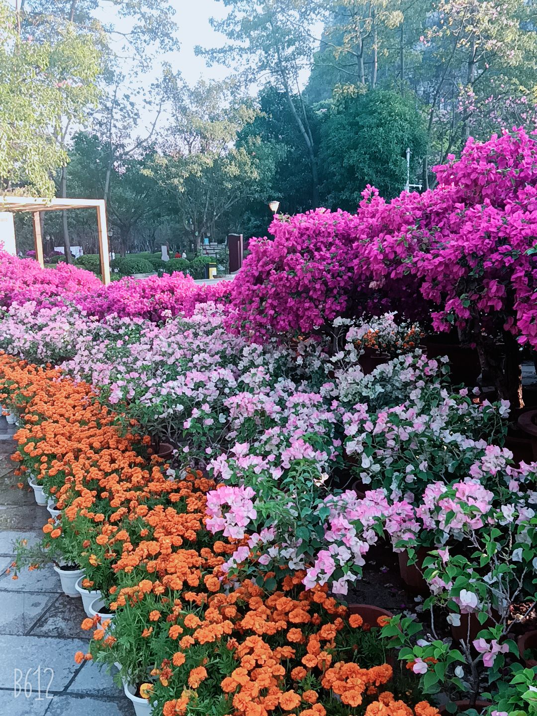 蟠龙山公园旅行图片 1