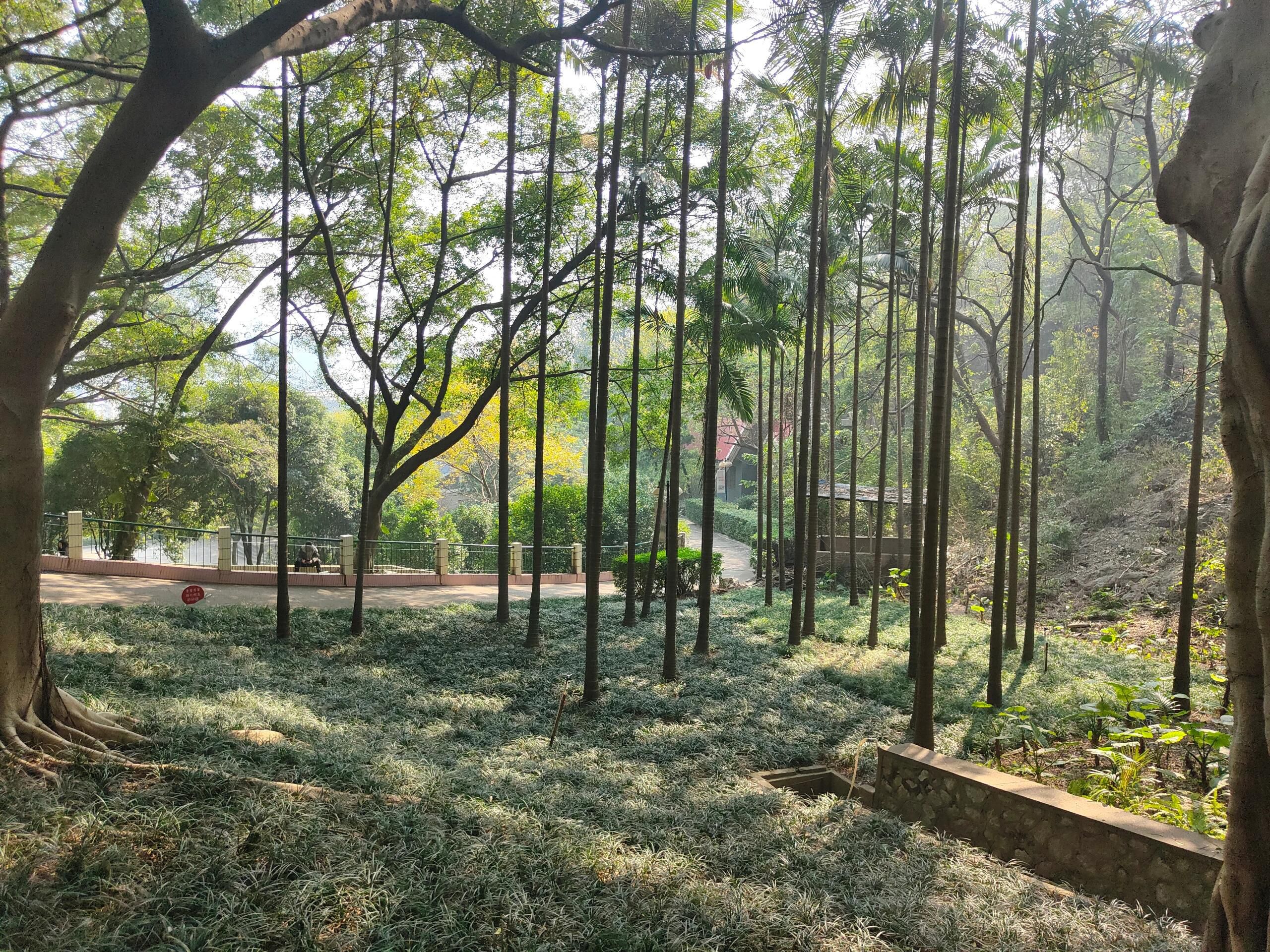 鹅山公园旅行图片 3