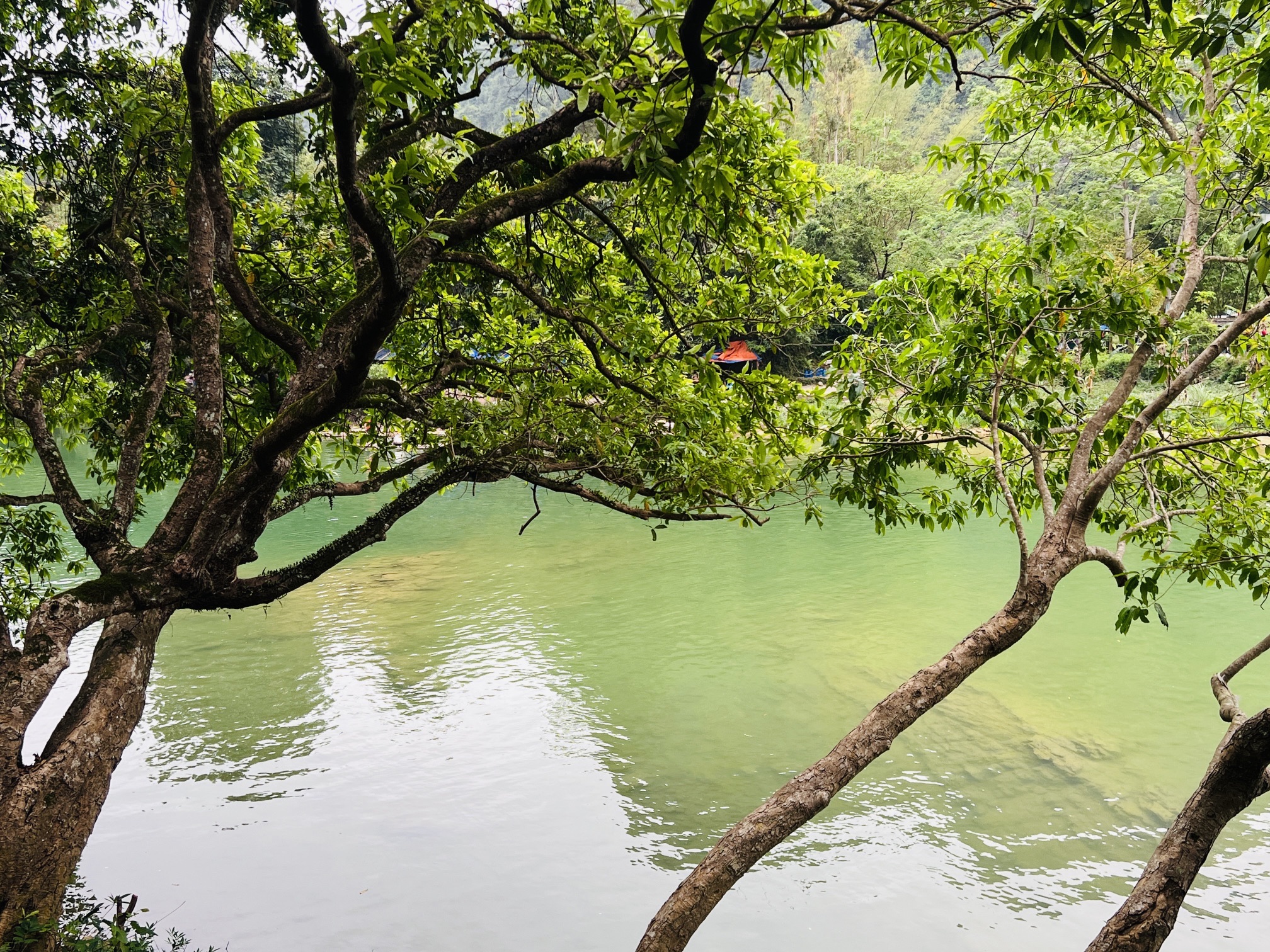 柳堤旅行图片 2