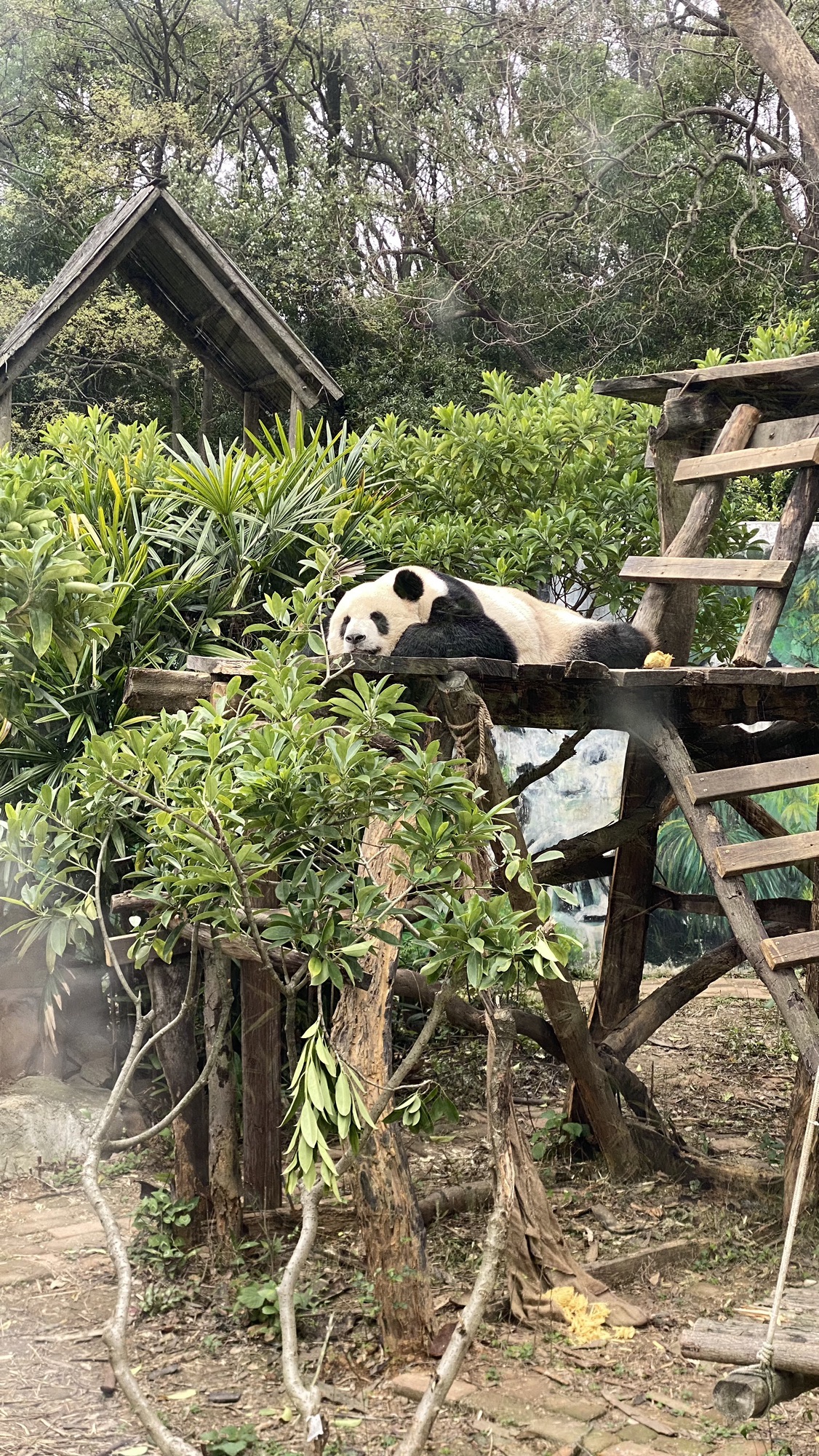 柳州动物园旅行图片 2