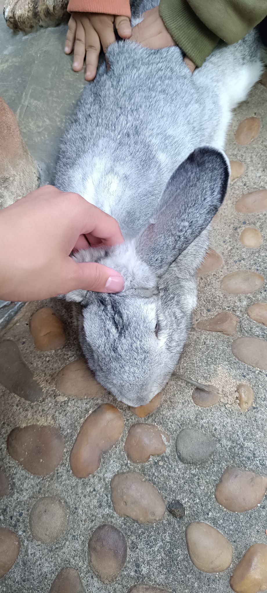 柳州动物园旅行图片 3