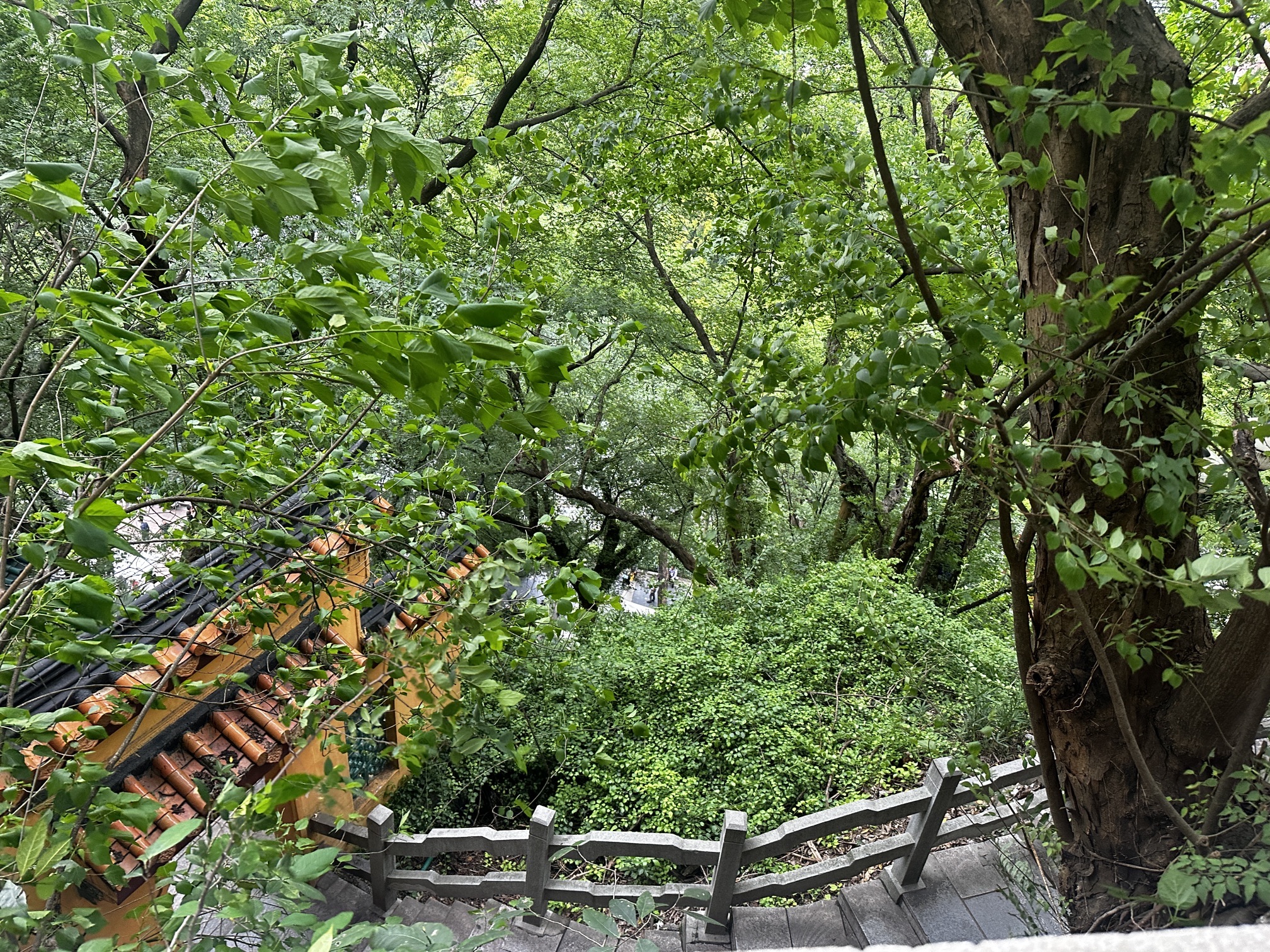 鱼峰公园旅行图片 2