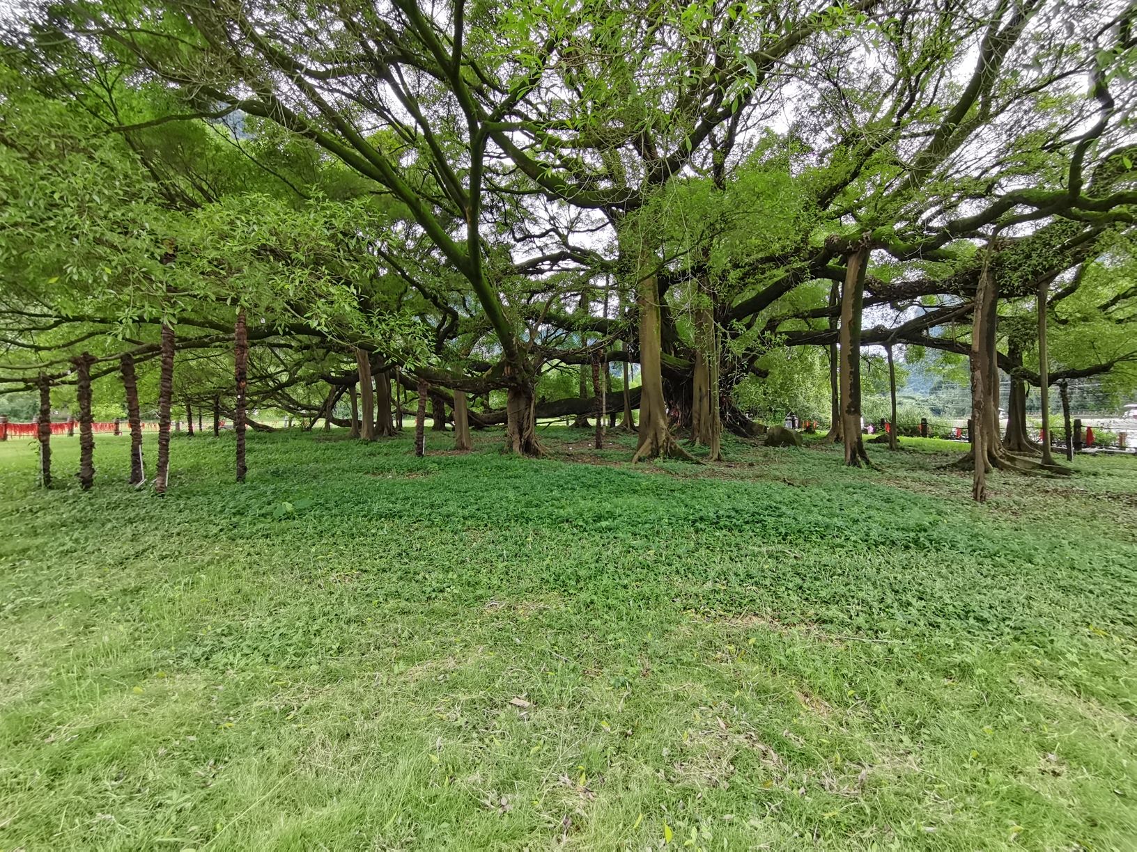大榕树景区-刘三姐故居