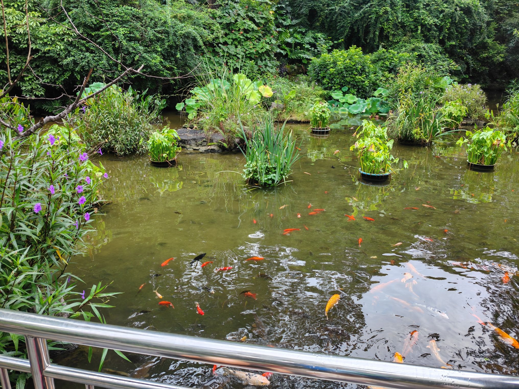 桂林园林植物园旅行图片 2