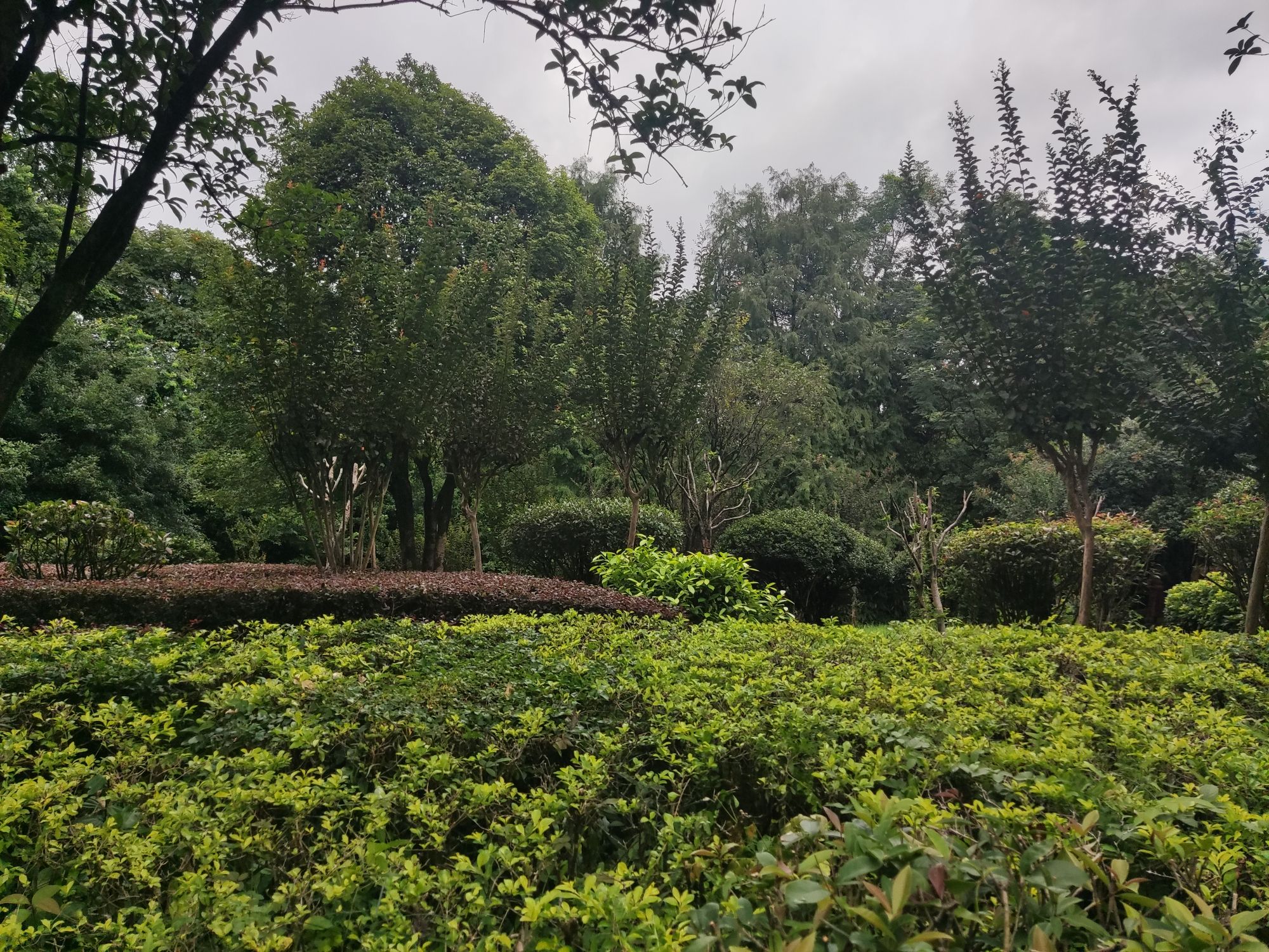 桂林园林植物园旅行图片 2