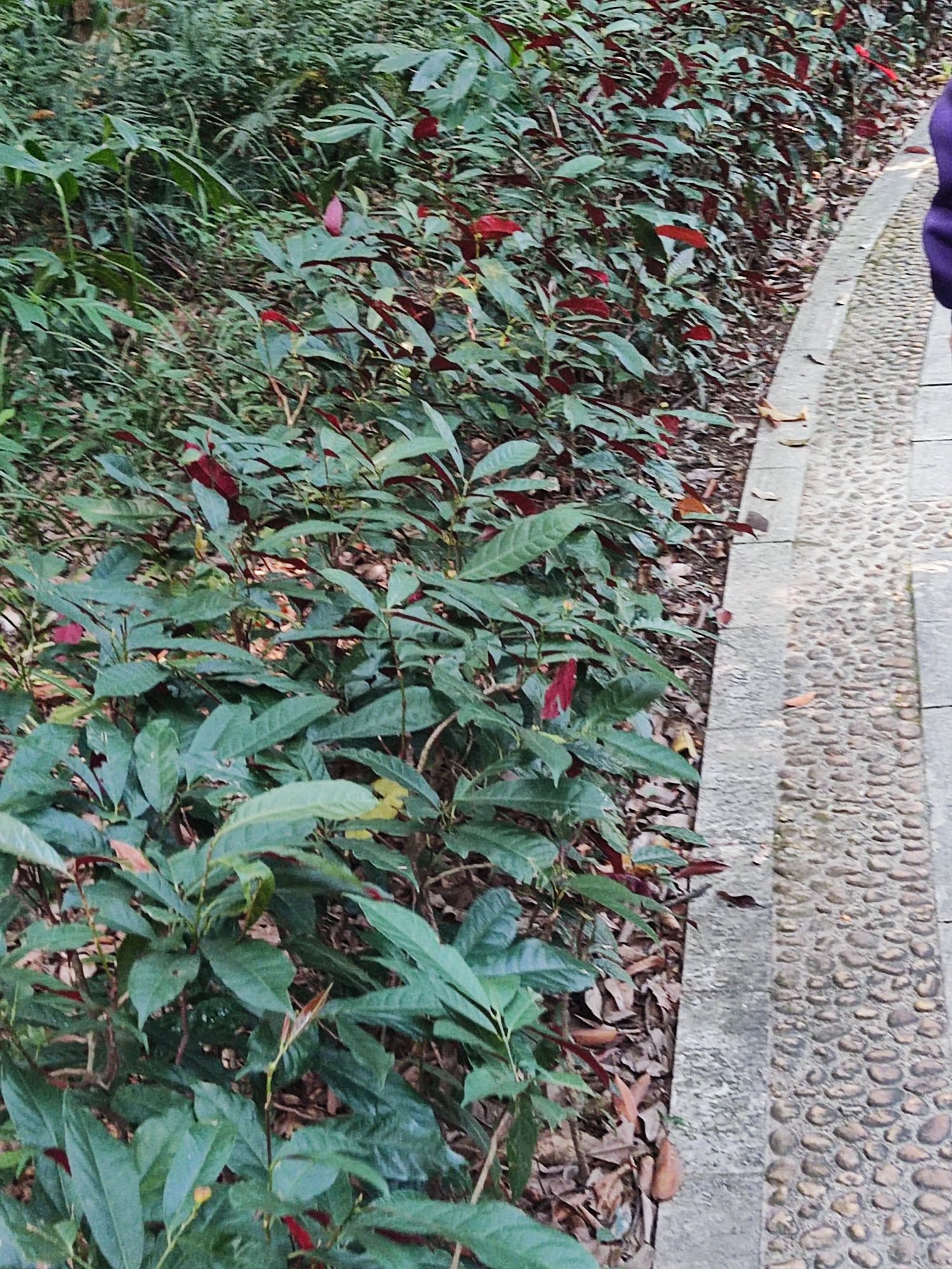 桂林园林植物园旅行图片 2