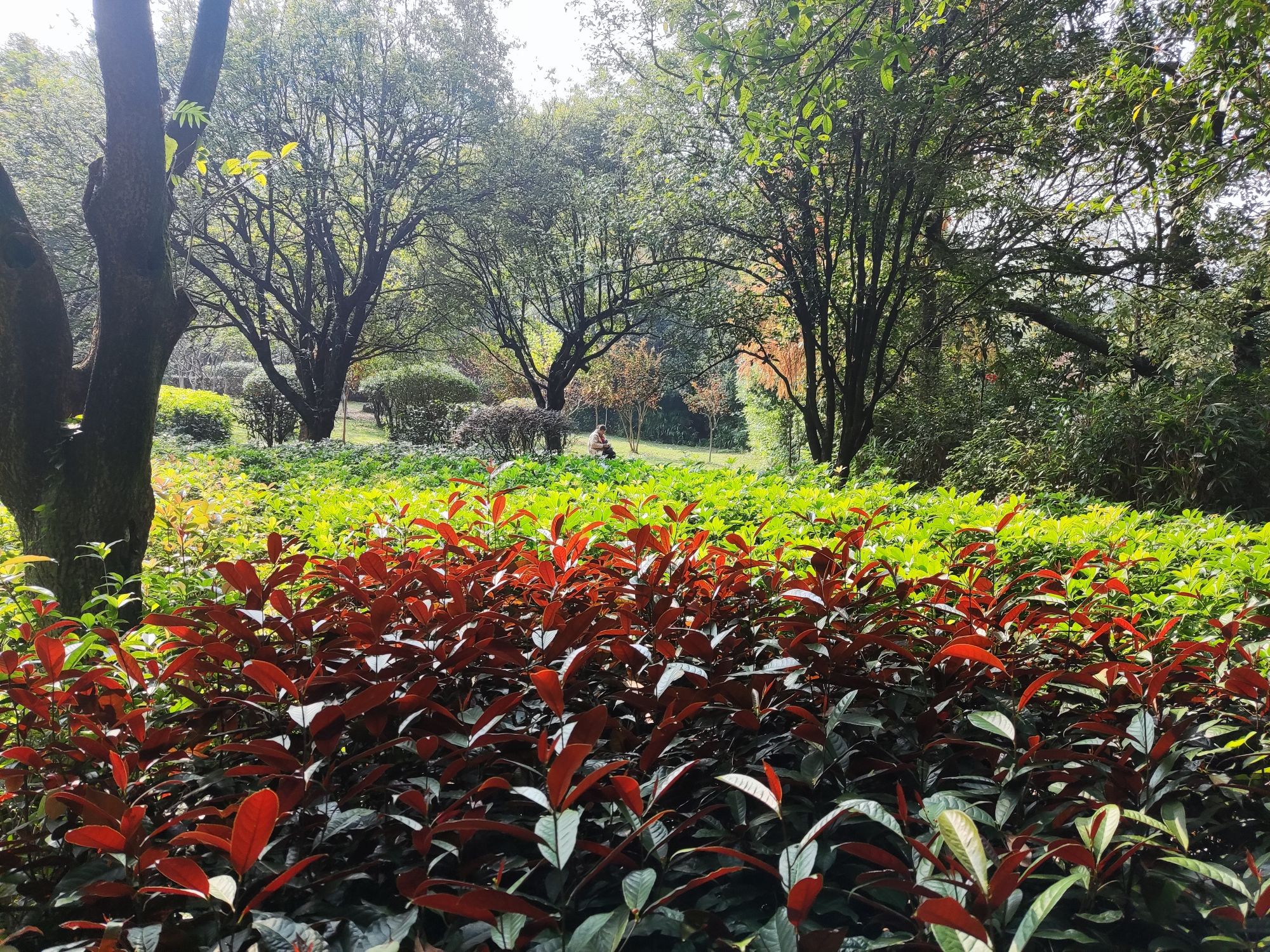 桂林园林植物园旅行图片 1