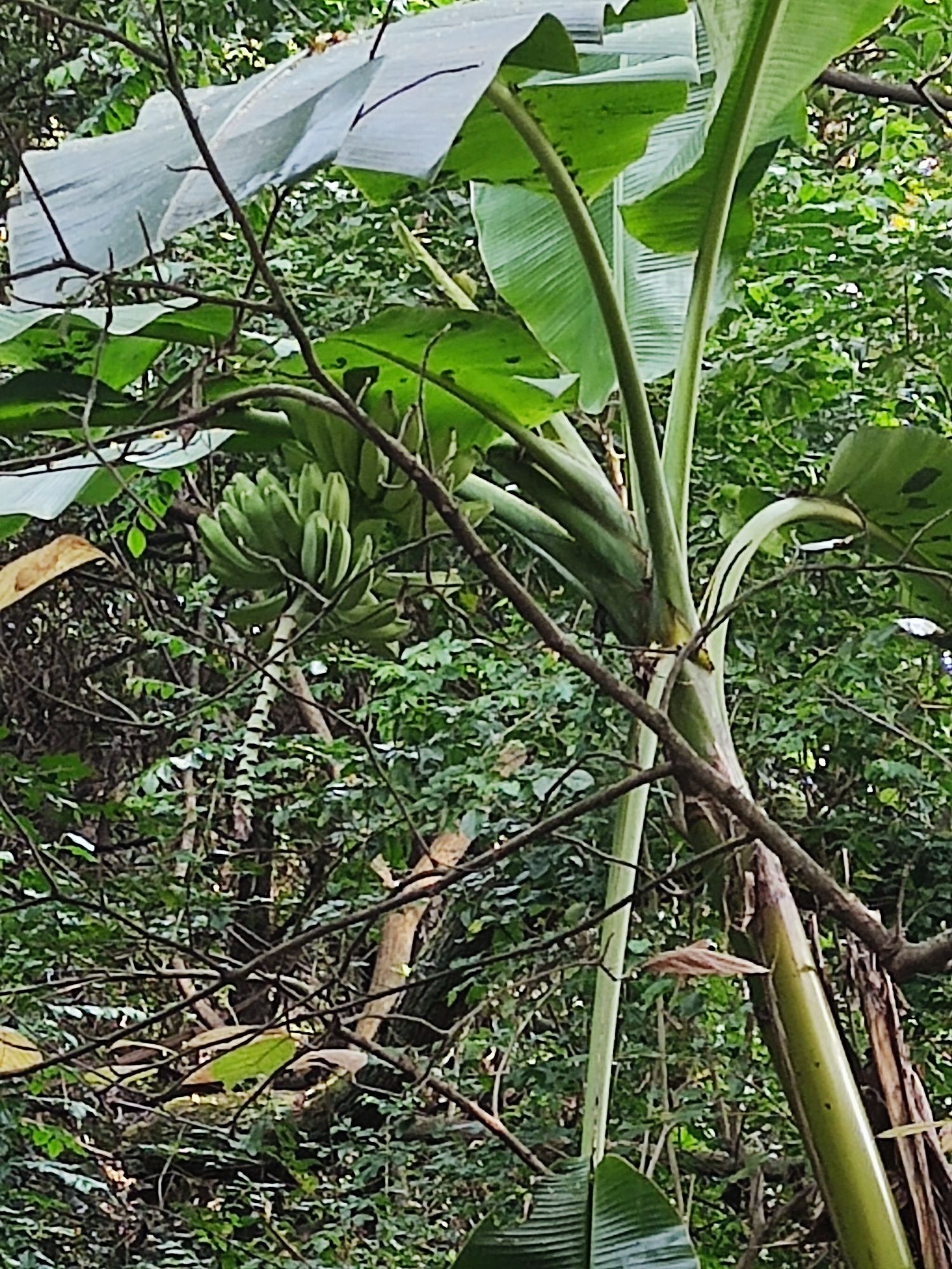 桂林园林植物园旅行图片 3