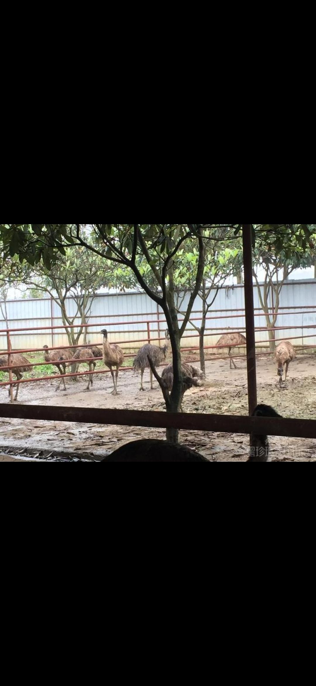 金瑞鸵鸟生态园旅行图片 1