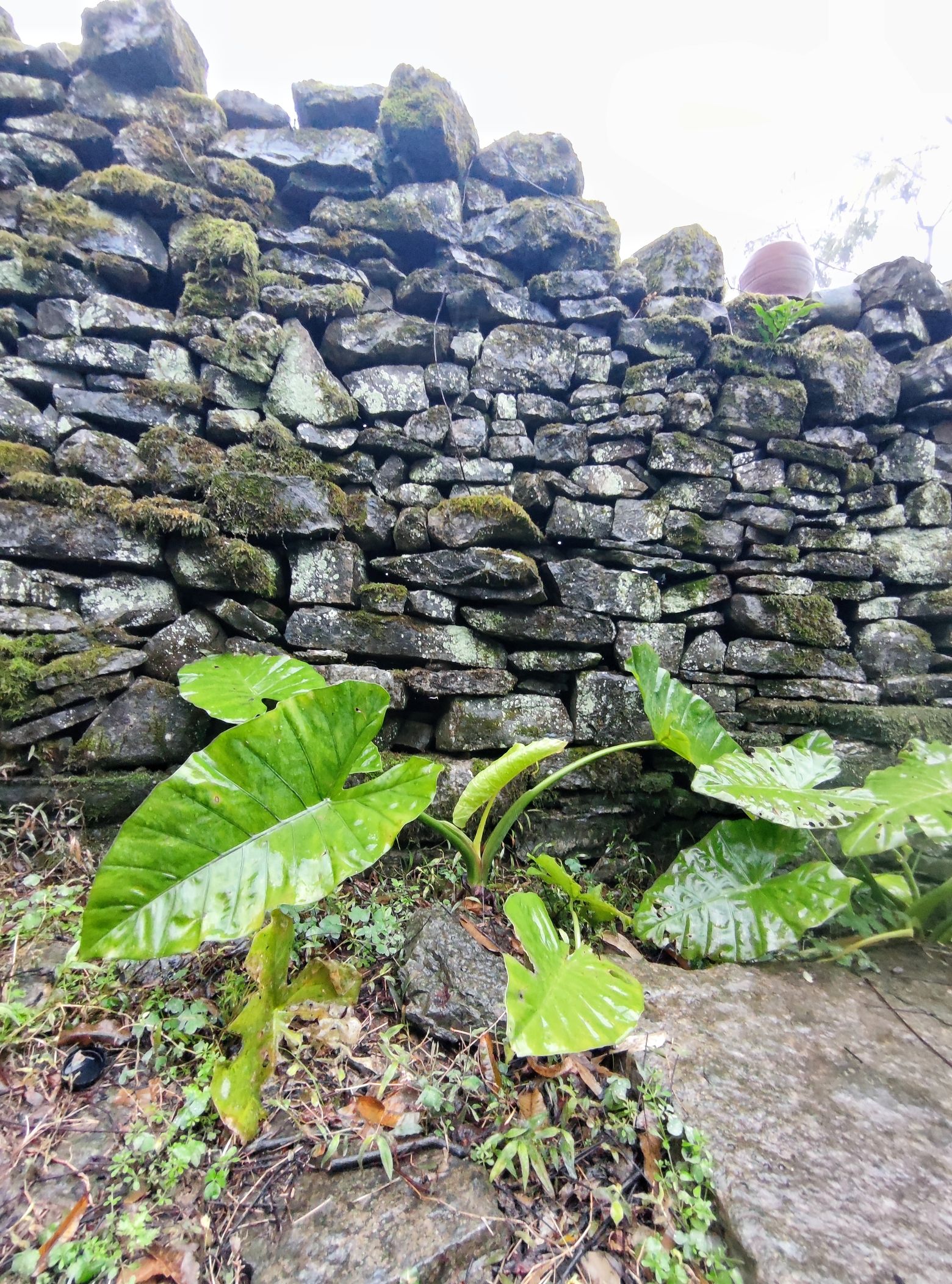 古石城旅行图片 2