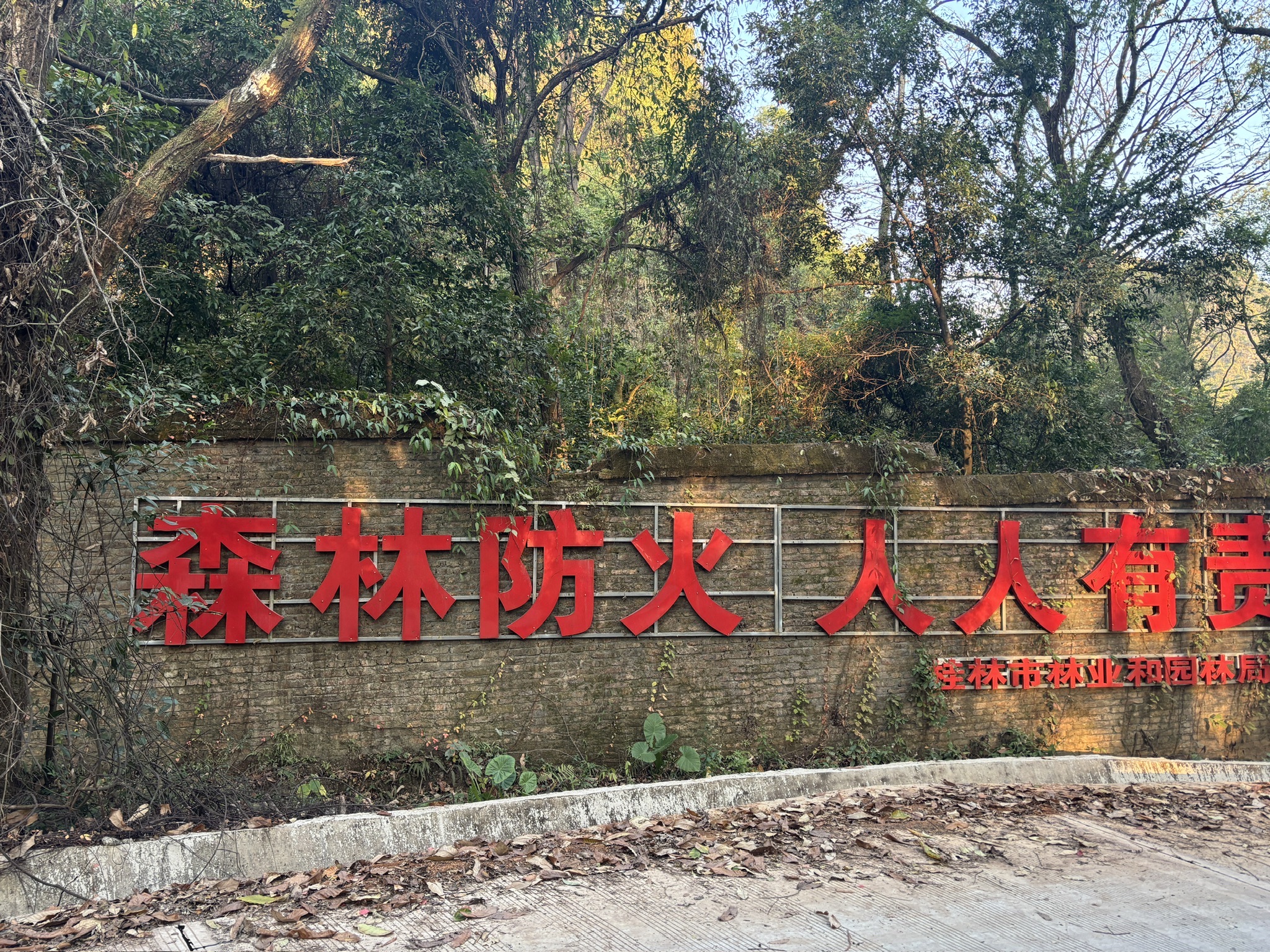 广西桂林国家森林公园旅行图片 1