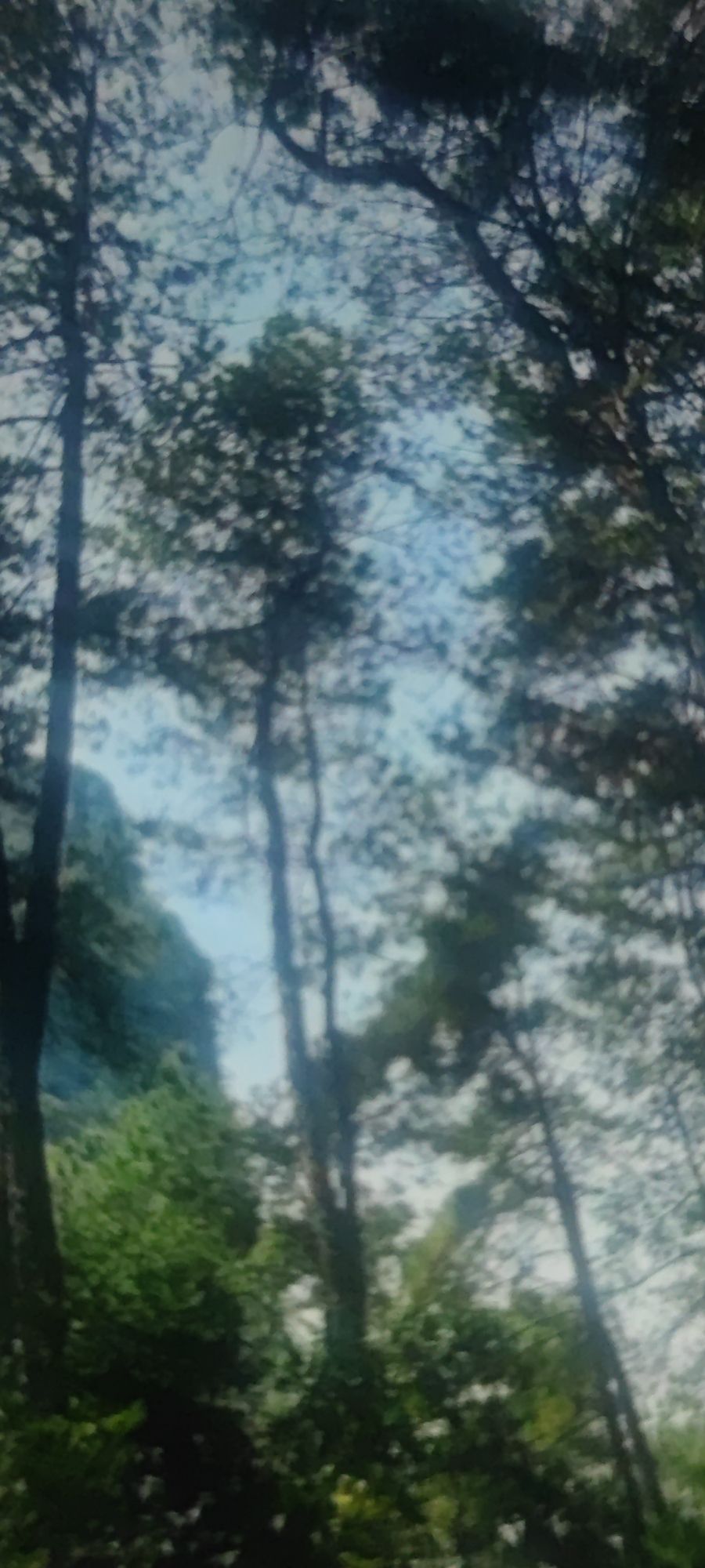 广西桂林国家森林公园旅行图片 3