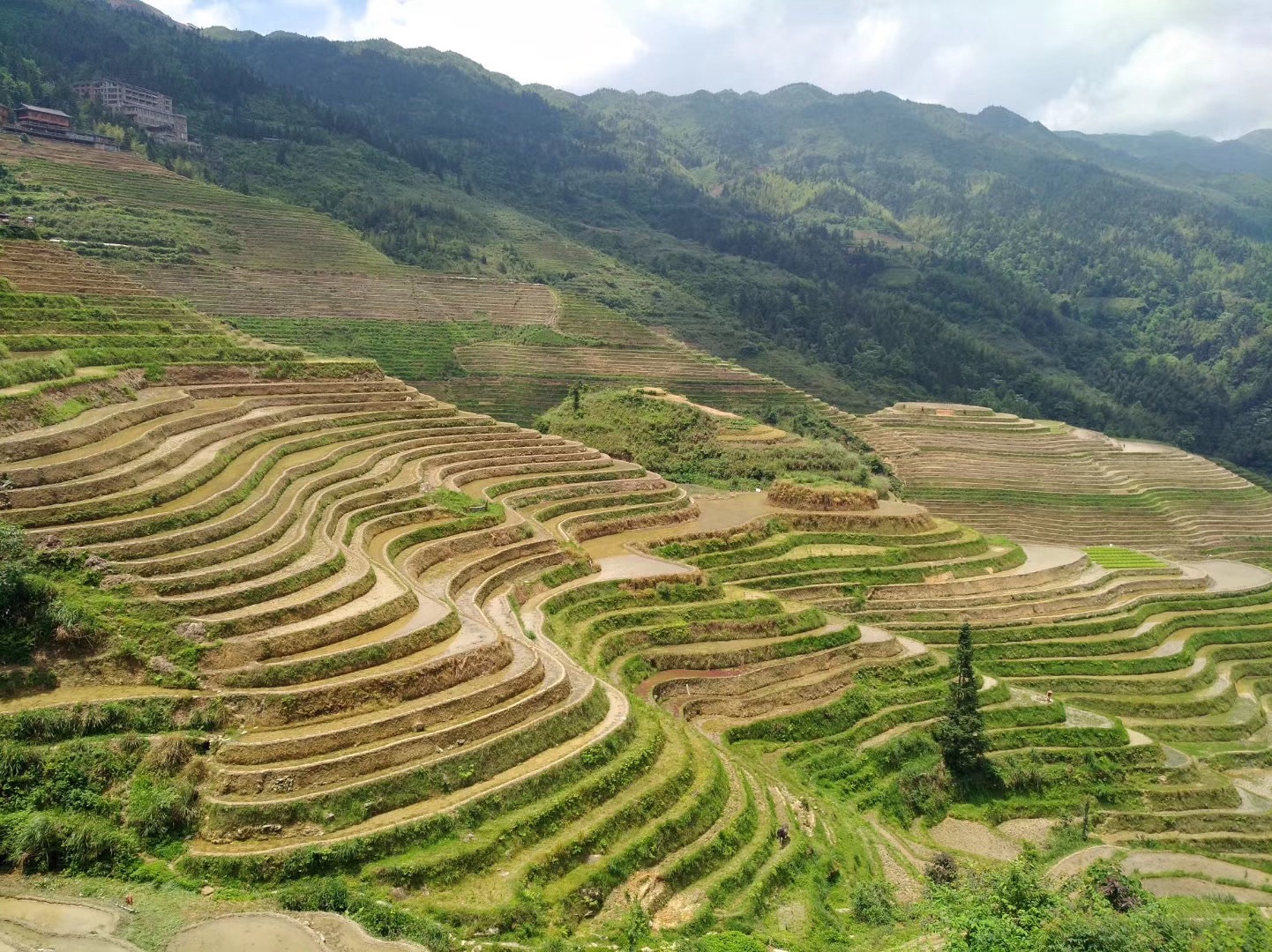 龙脊梯田风景名胜区旅行图片 3