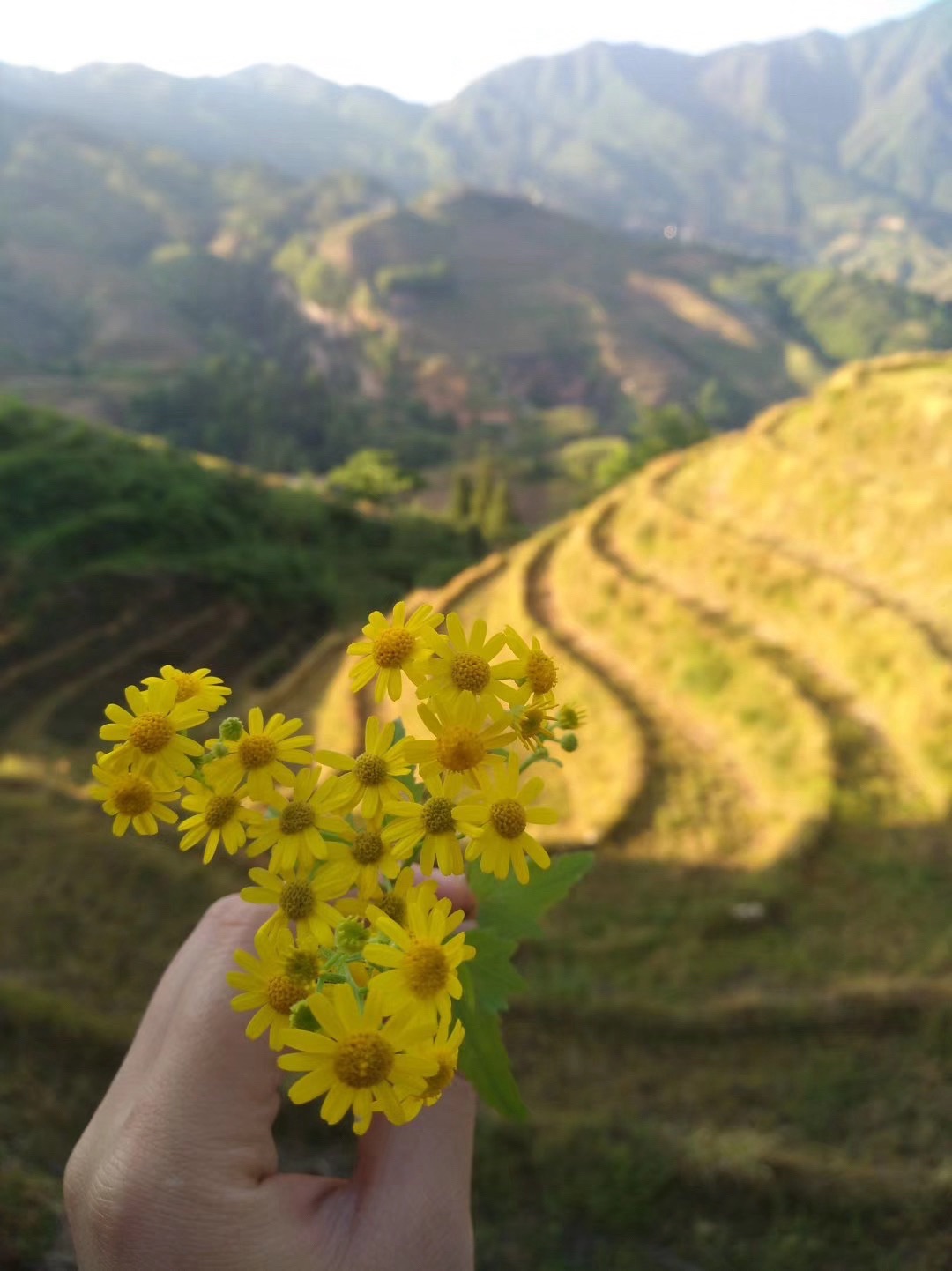 龙脊梯田风景名胜区旅行图片 2