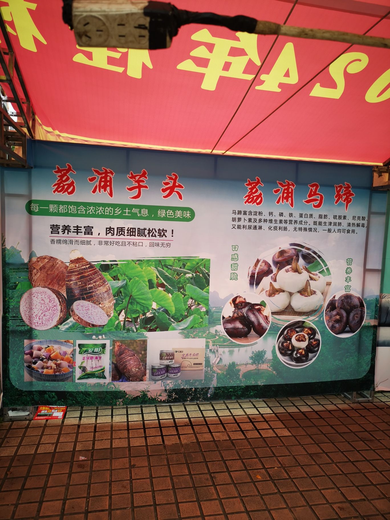 银杏广场旅行图片 2