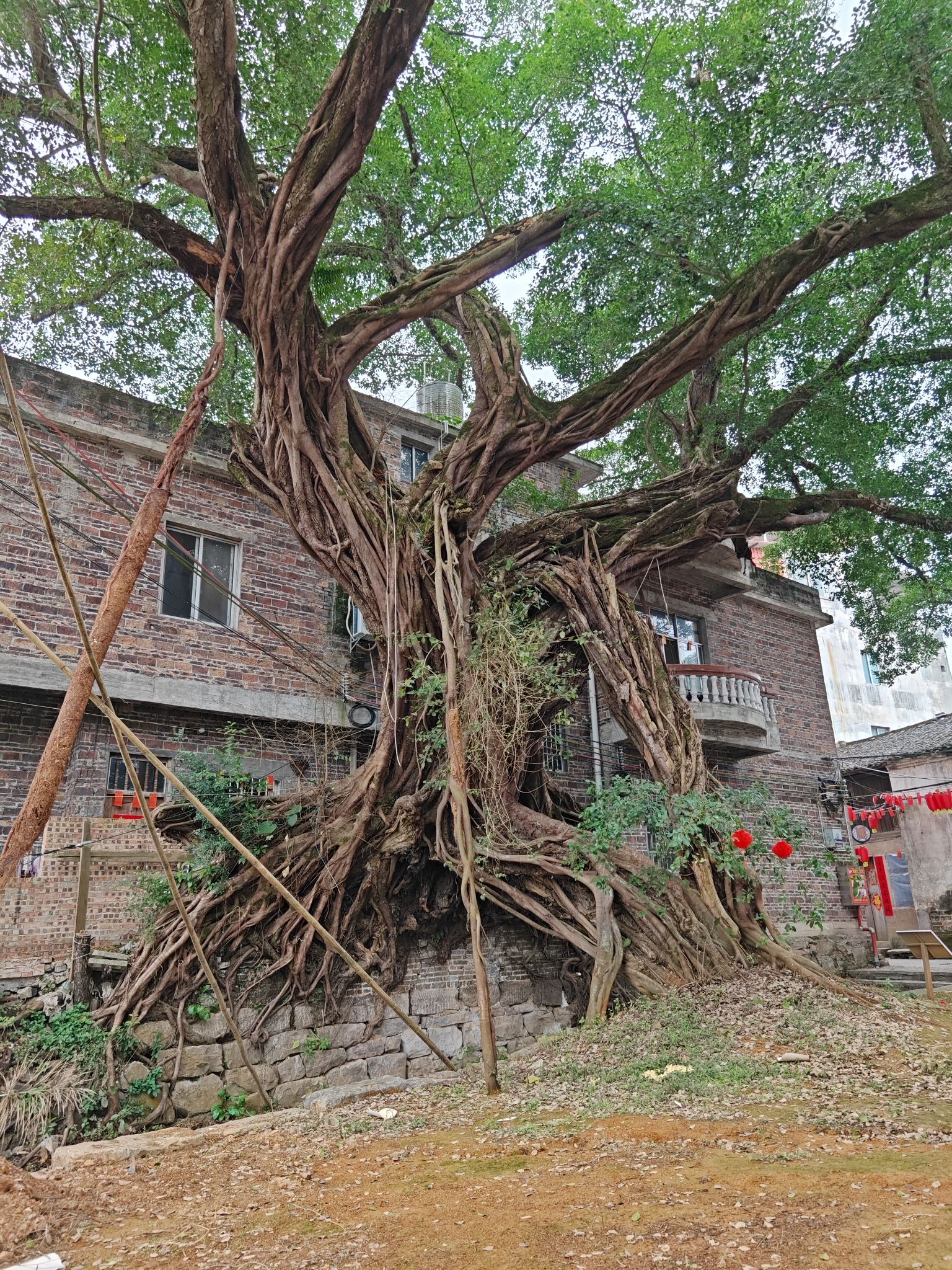 榕津千年古榕群旅行图片 1