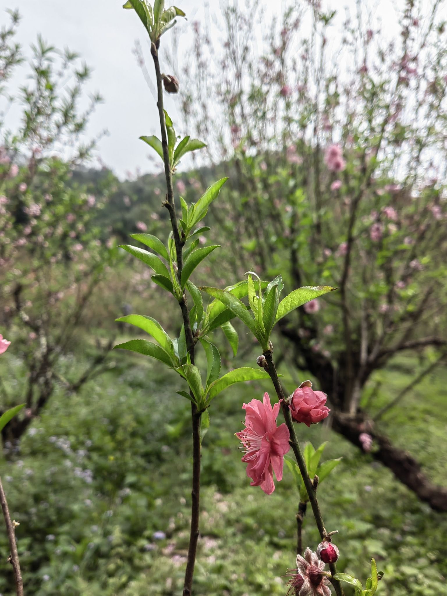 桃花村旅行图片 3