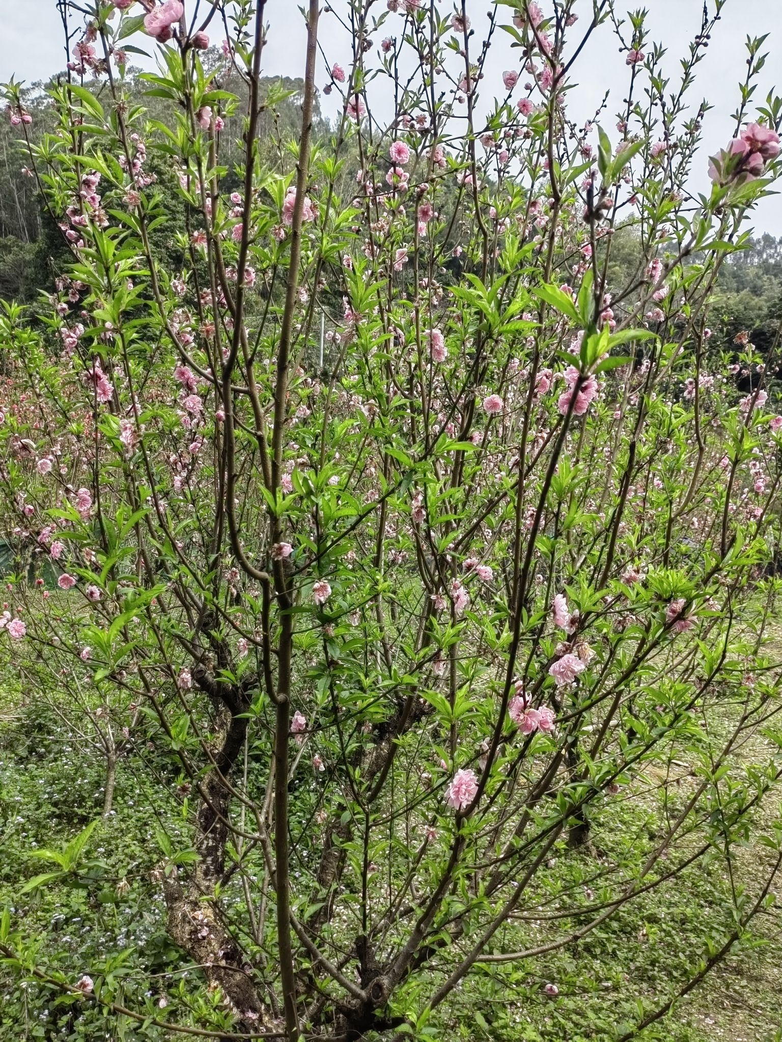 桃花村旅行图片 2