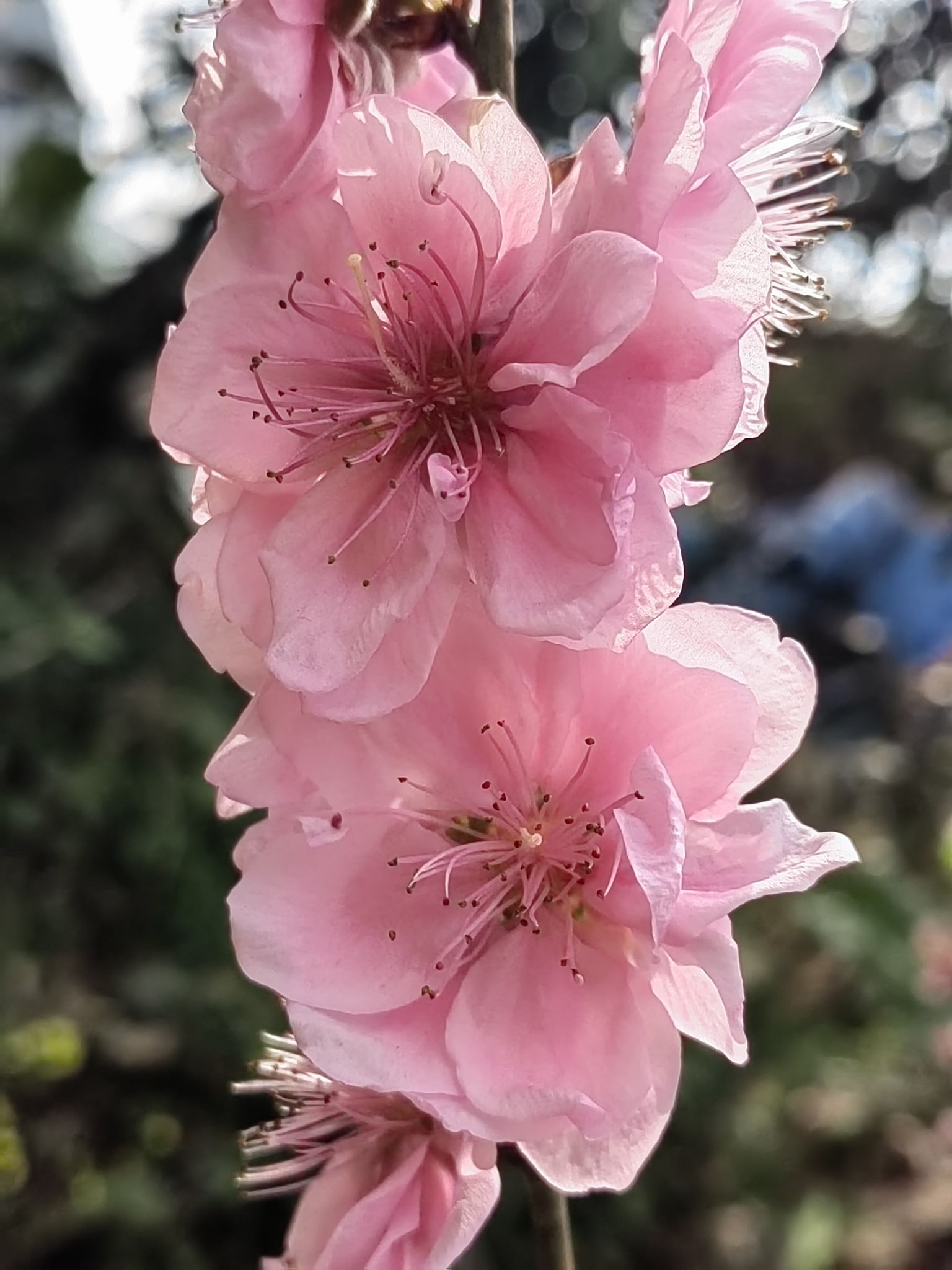 桃花村旅行图片 2