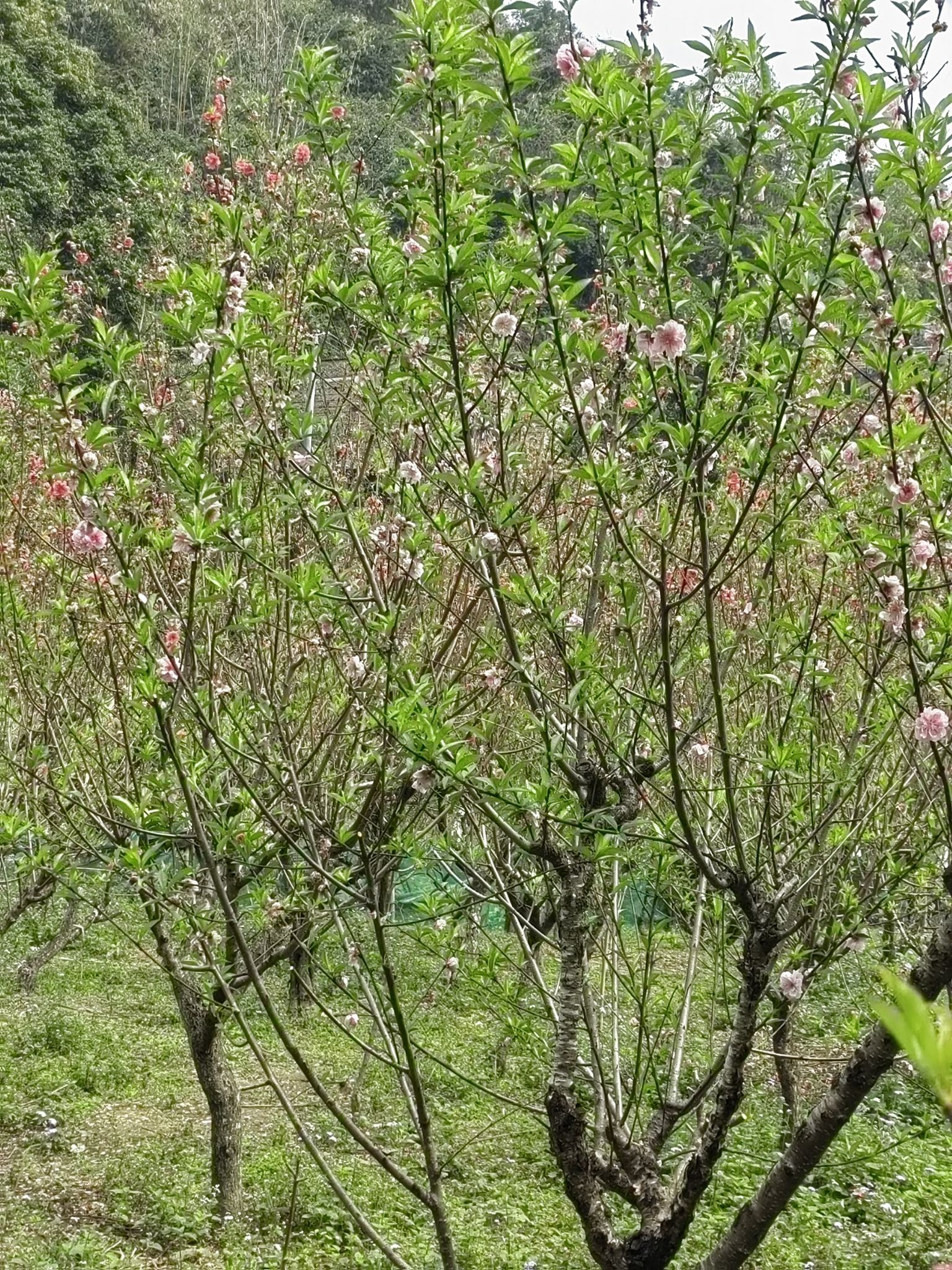 桃花村旅行图片 3