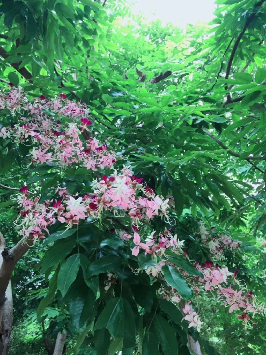 玫瑰湖公园旅行图片 2