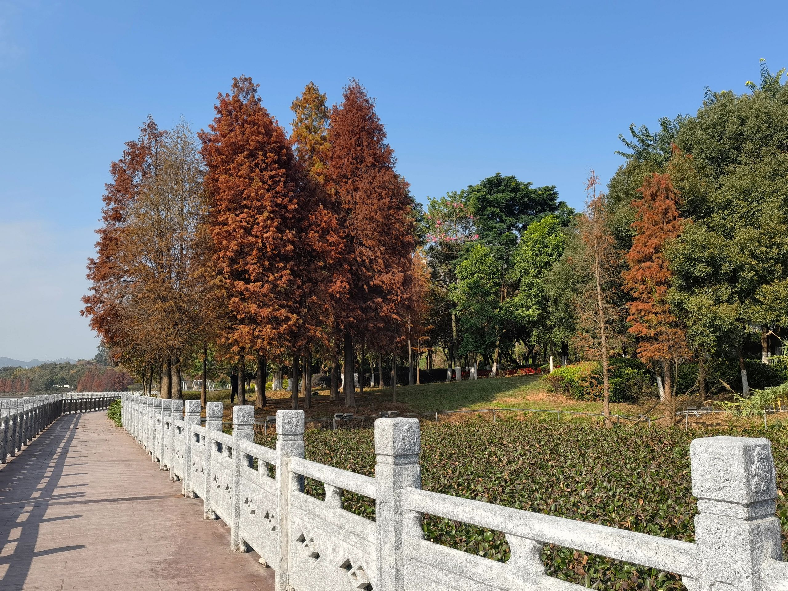玫瑰湖公园旅行图片 2