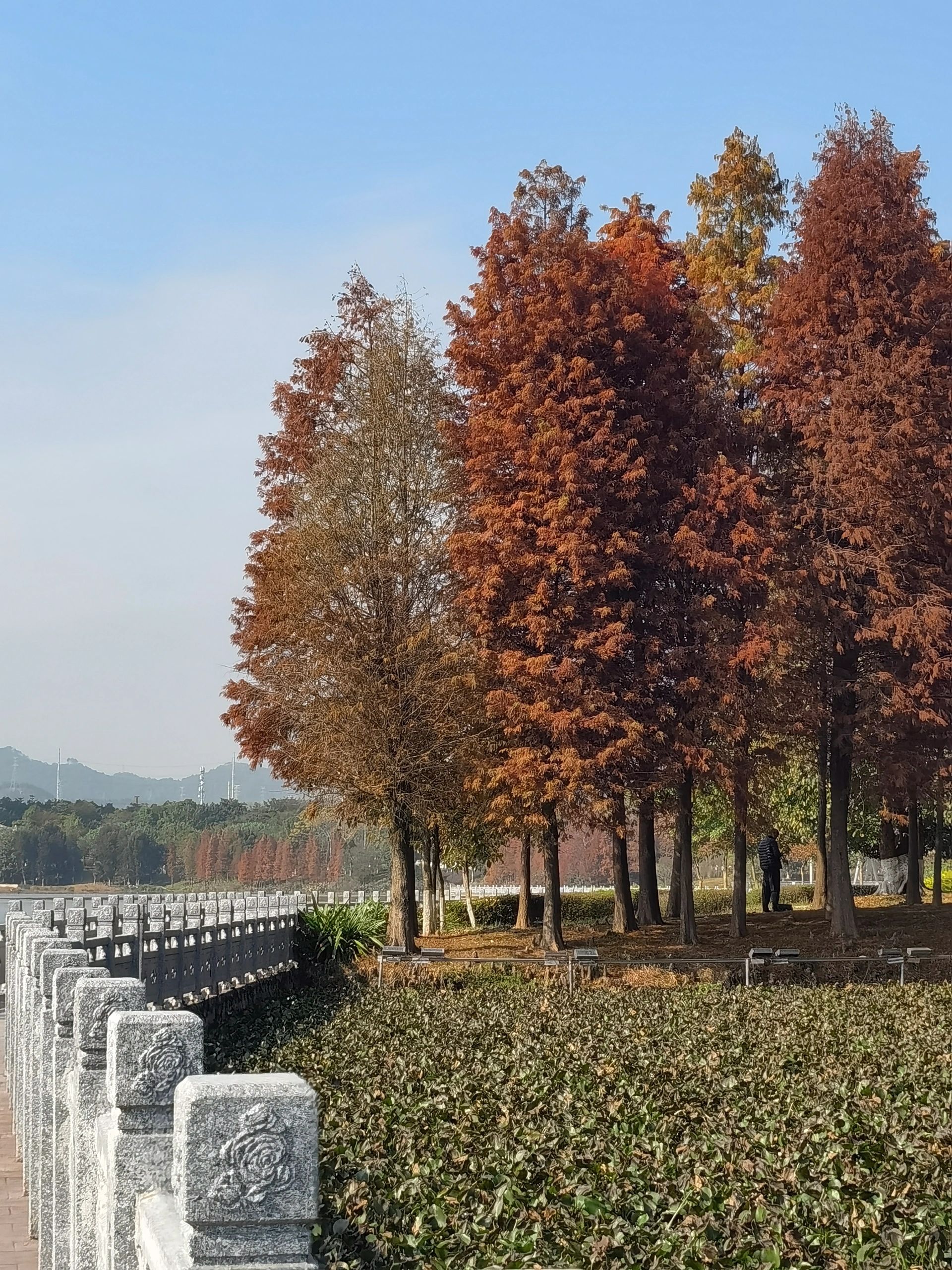 玫瑰湖公园旅行图片 3