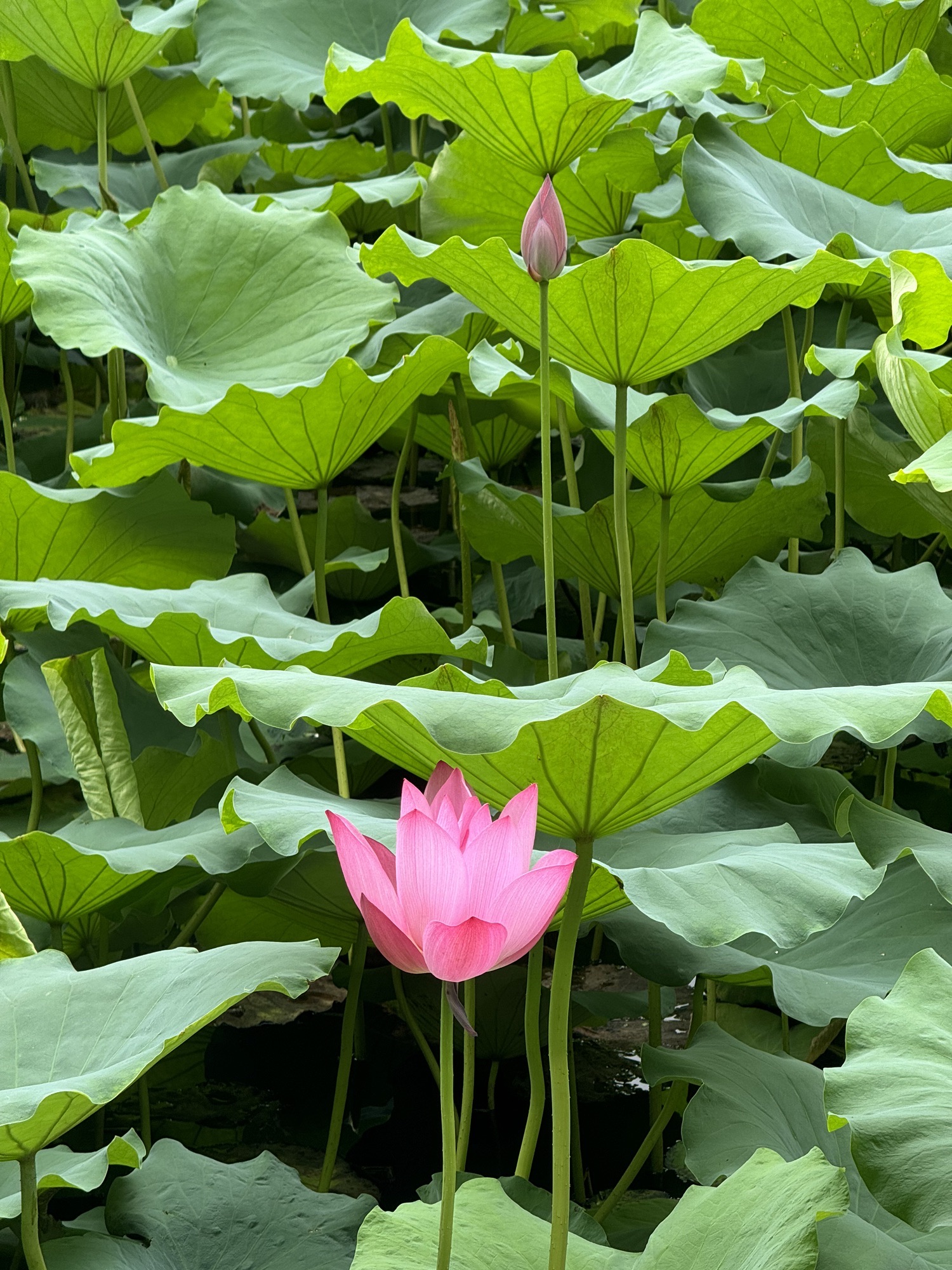 潘塘公园旅行图片 3