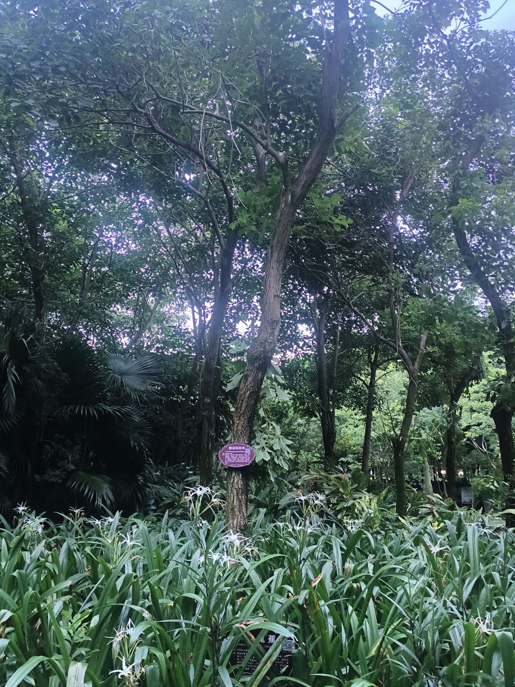 牛运岭公园旅行图片 3