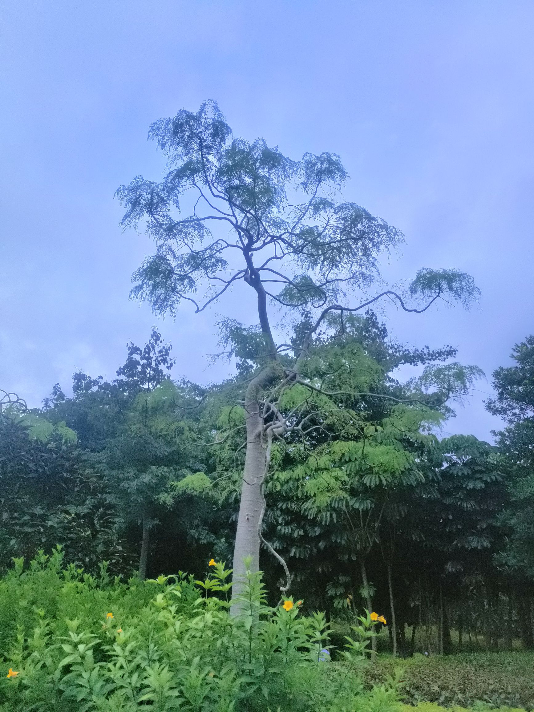 牛运岭公园旅行图片 1