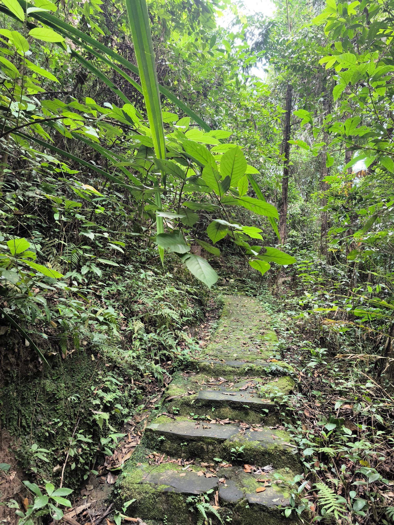 容县都峤山森林公园旅行图片 1