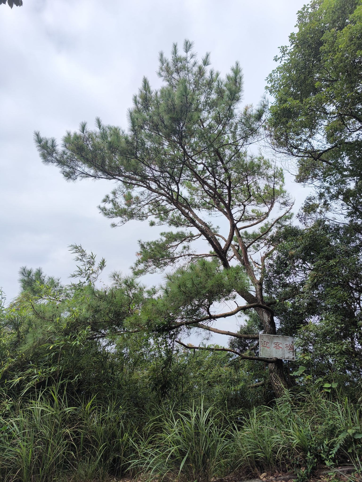 容县都峤山森林公园旅行图片 2