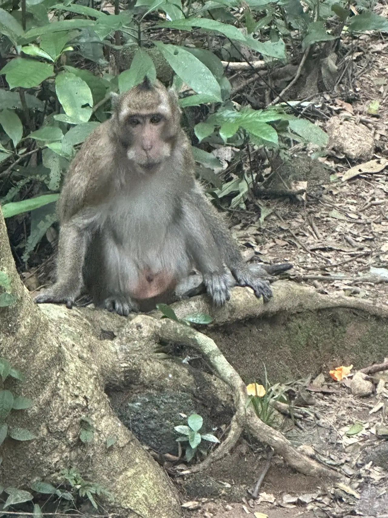 五皇山自然风景区旅行图片 1