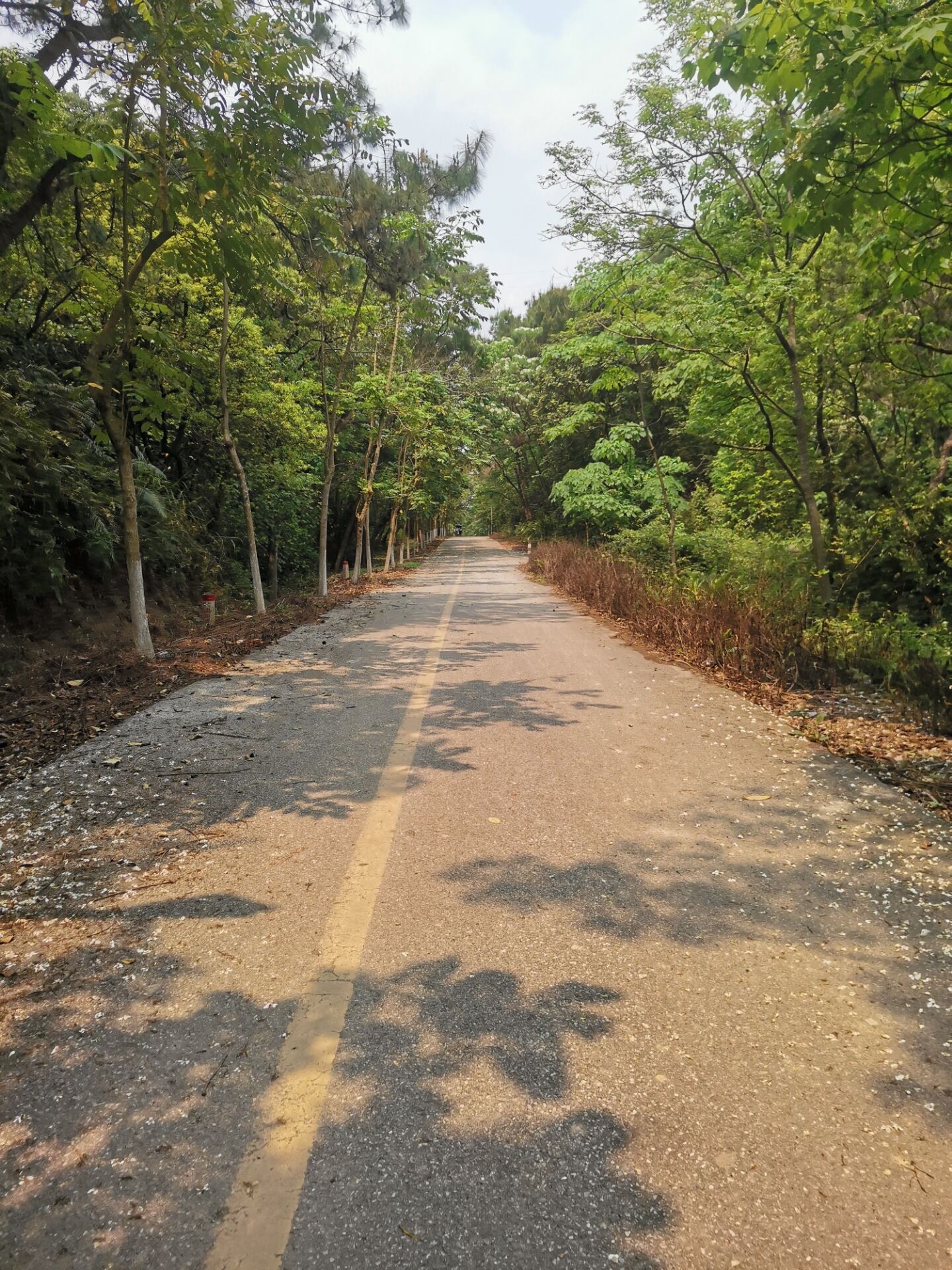 林湖森林公园