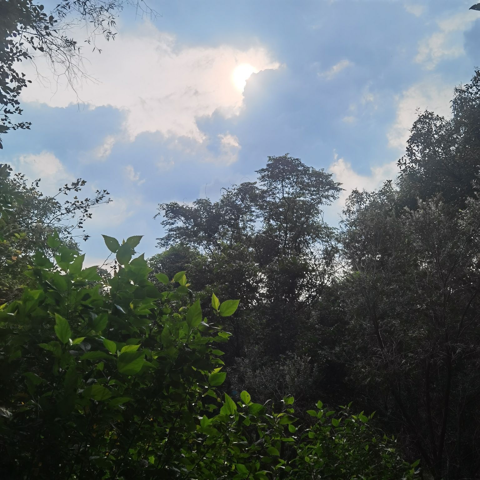林湖森林公园旅行图片 1
