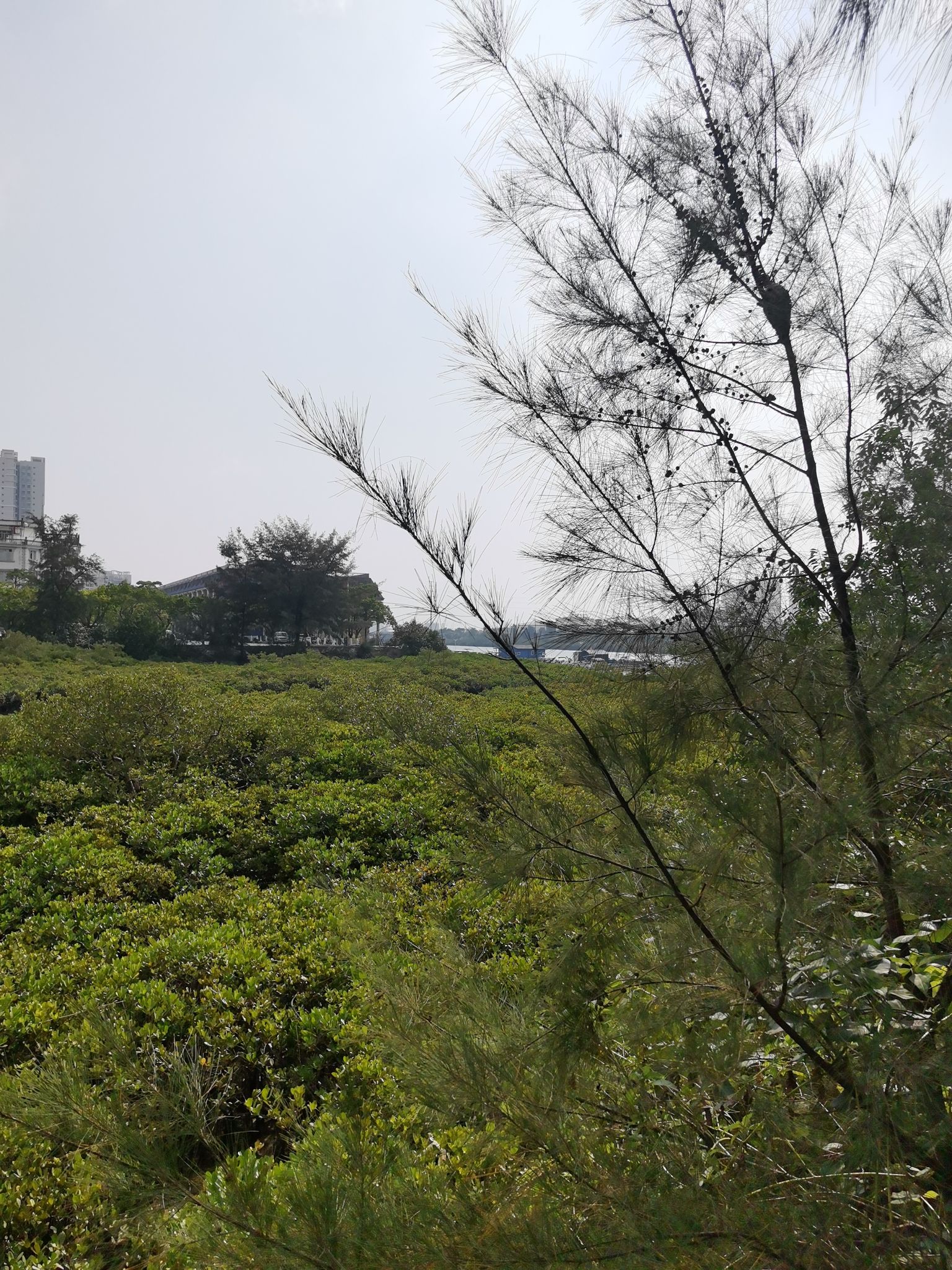 仙岛公园旅行图片 1