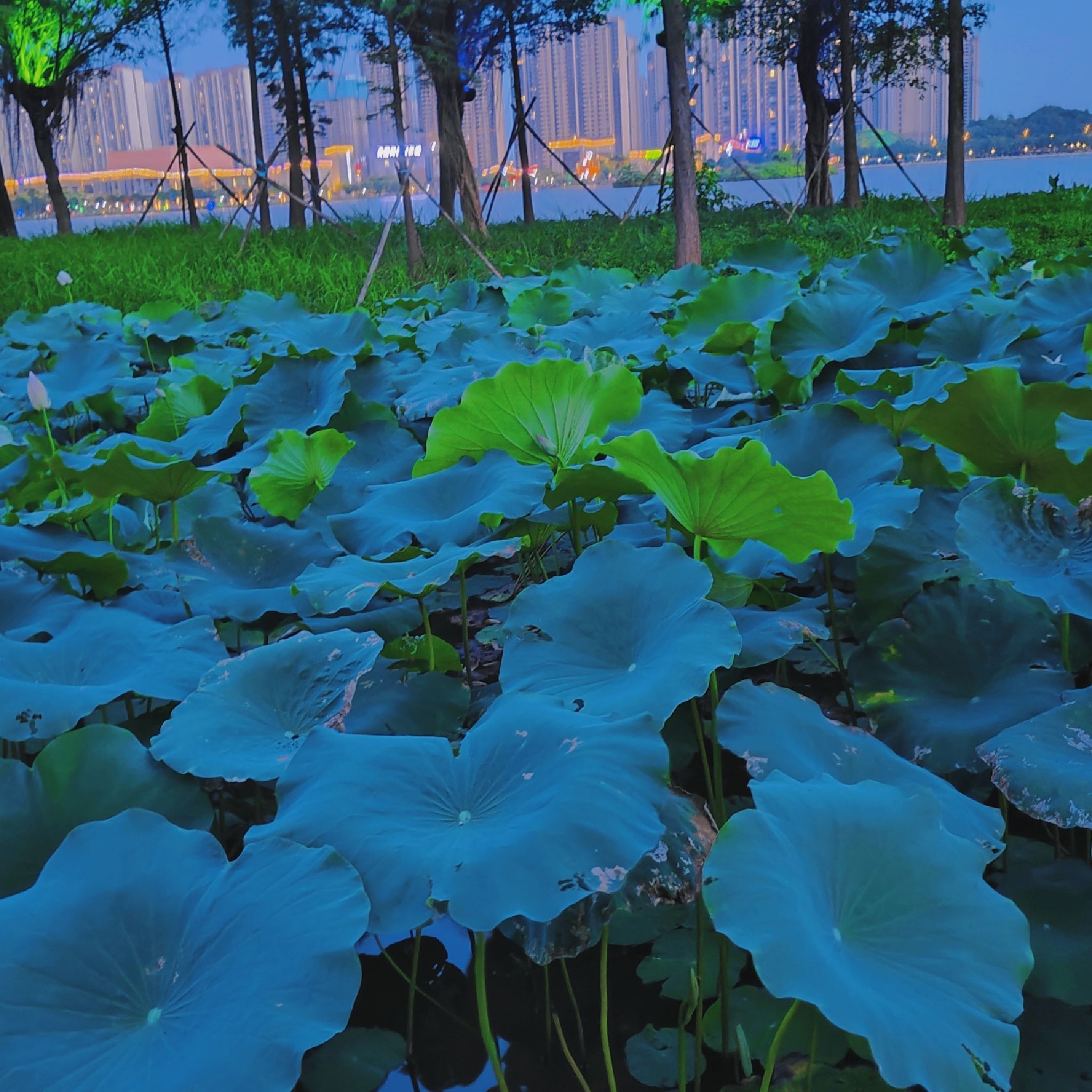 白石湖公园旅行图片 1