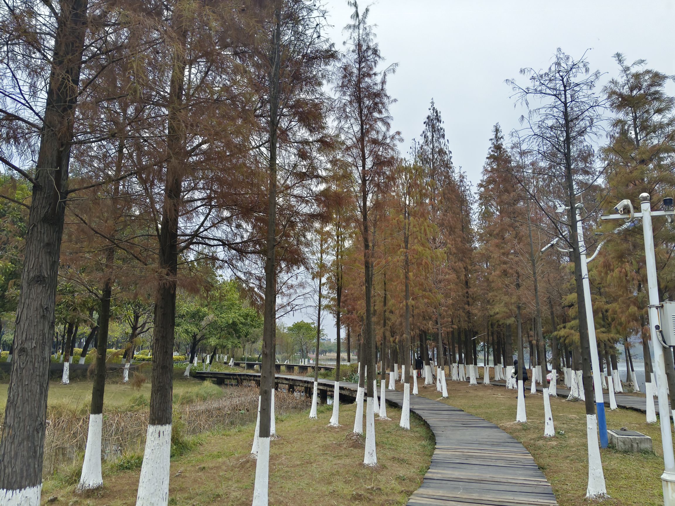 白石湖公园旅行图片 3