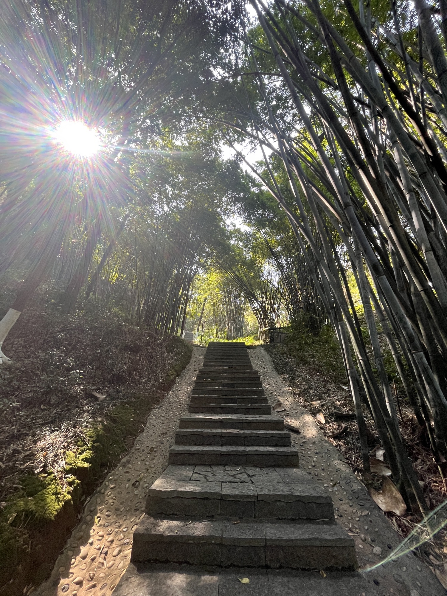 金城江公园旅行图片 3