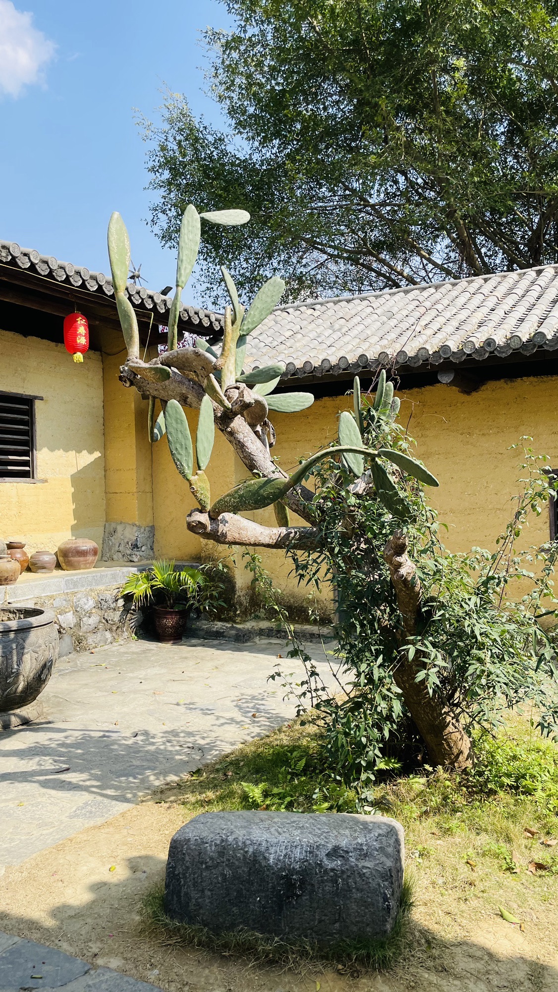 巴马仁寿源景区旅行图片 3