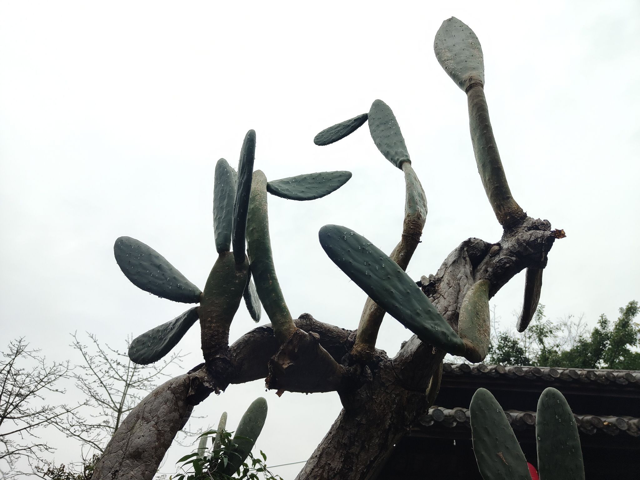 巴马仁寿源景区旅行图片 2