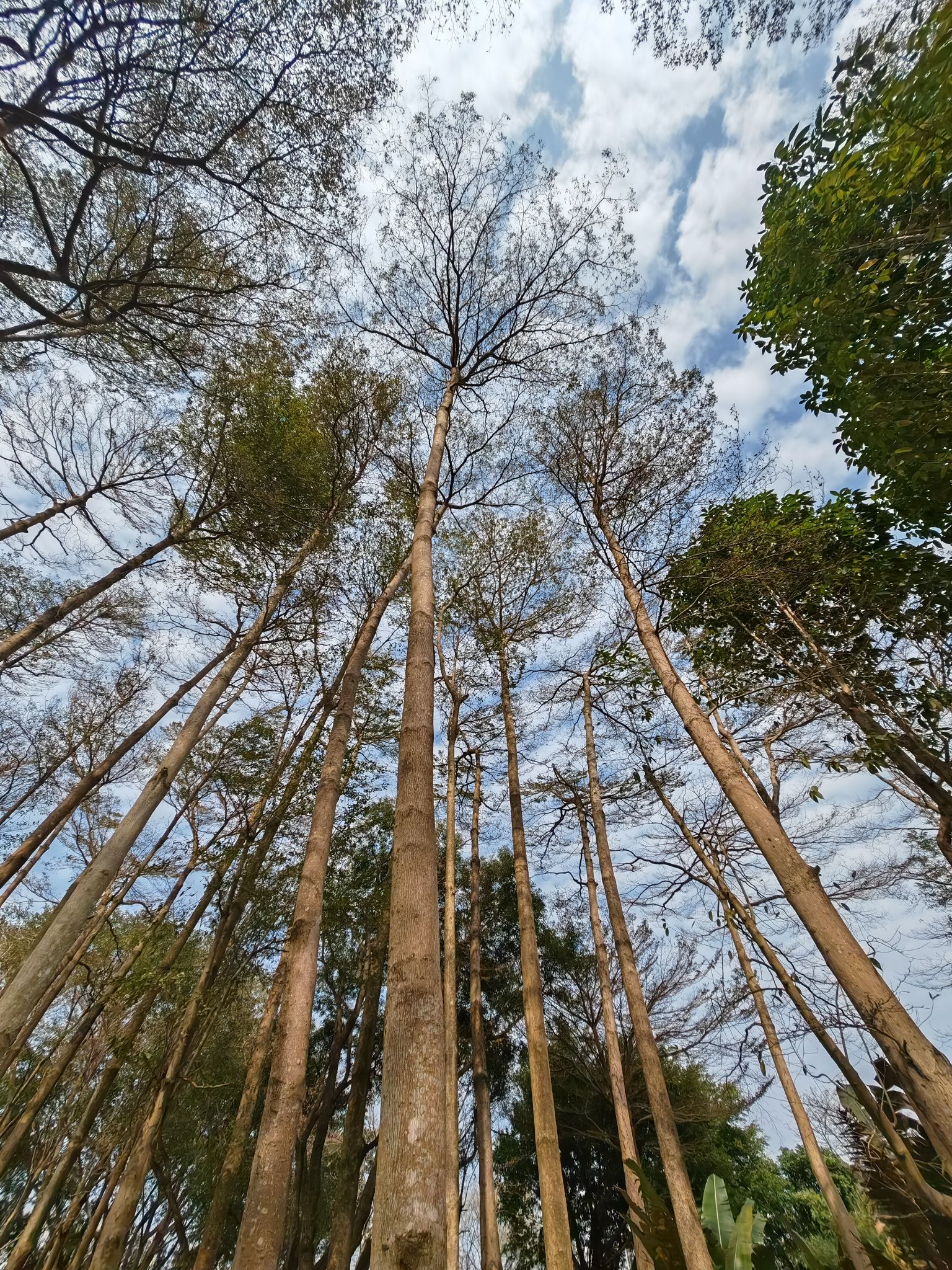 长青公园旅行图片 2