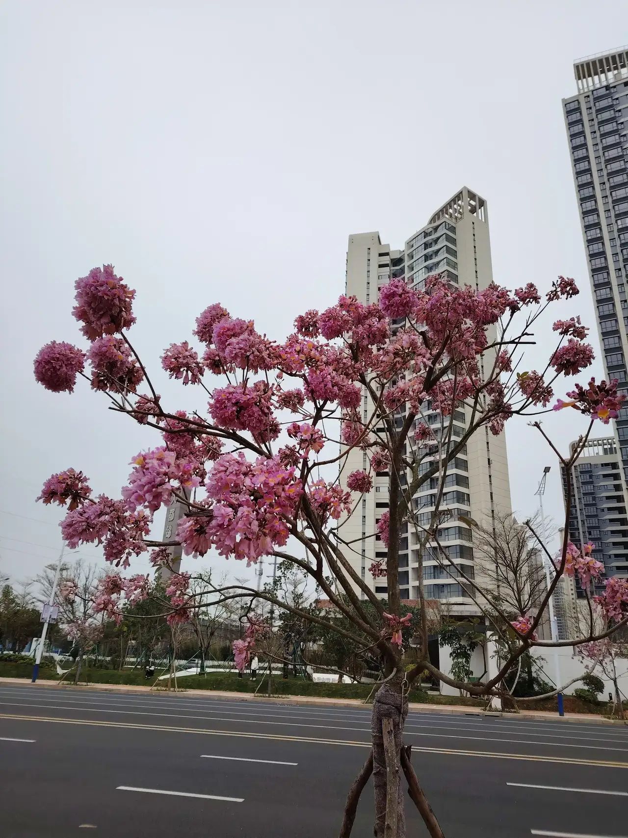 北海市大江埠旅游风景区旅行图片 3