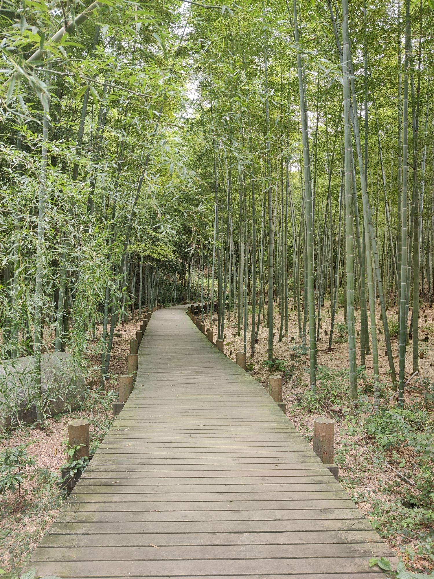 百丈峰旅行图片 2
