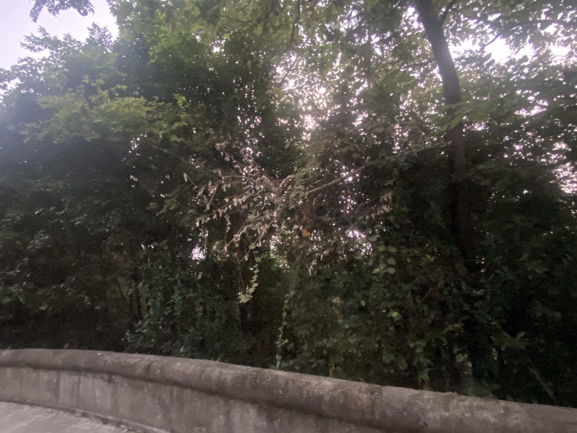 仰天岗森林公园旅行图片 3