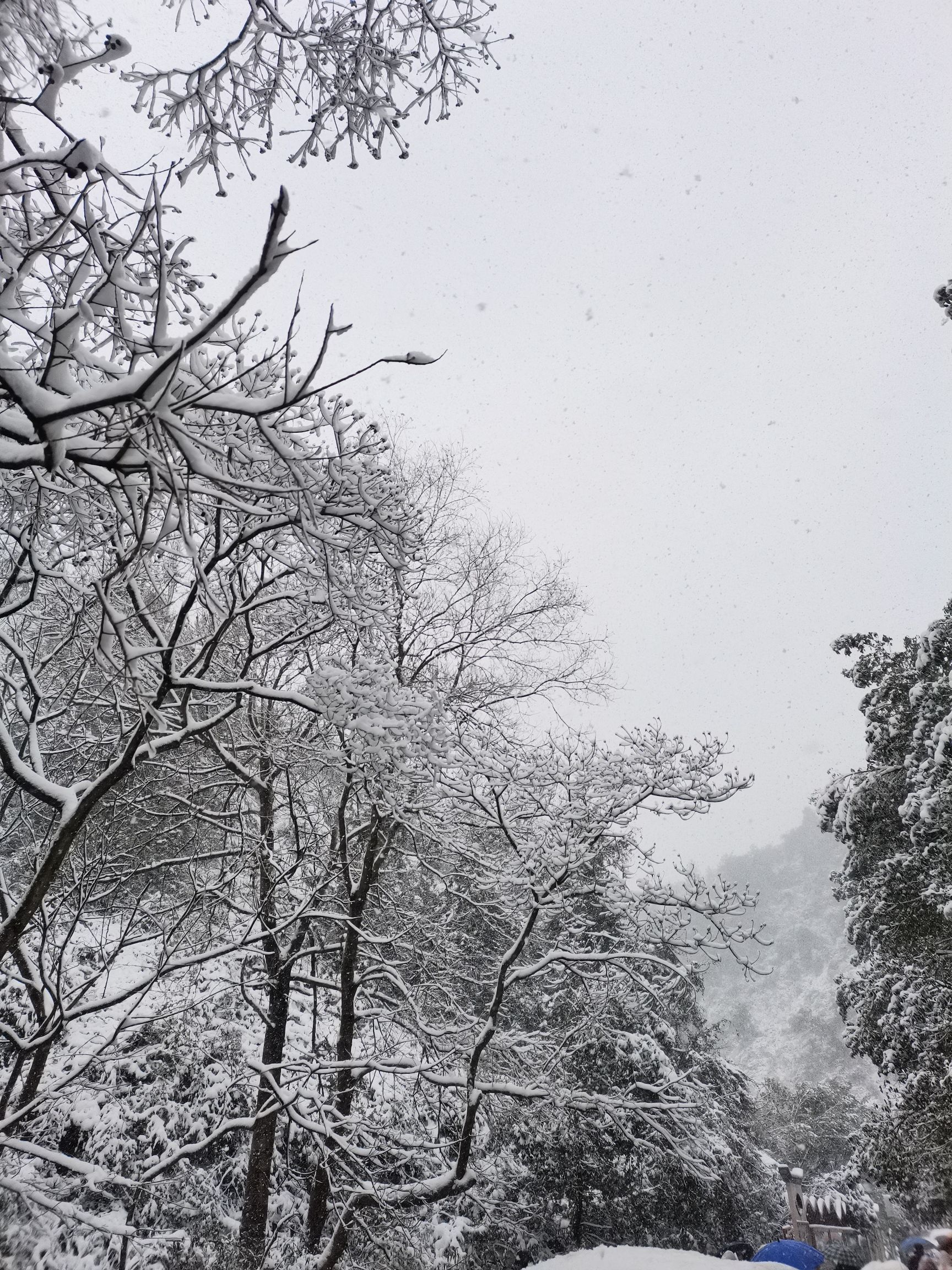 仰天岗森林公园旅行图片 3