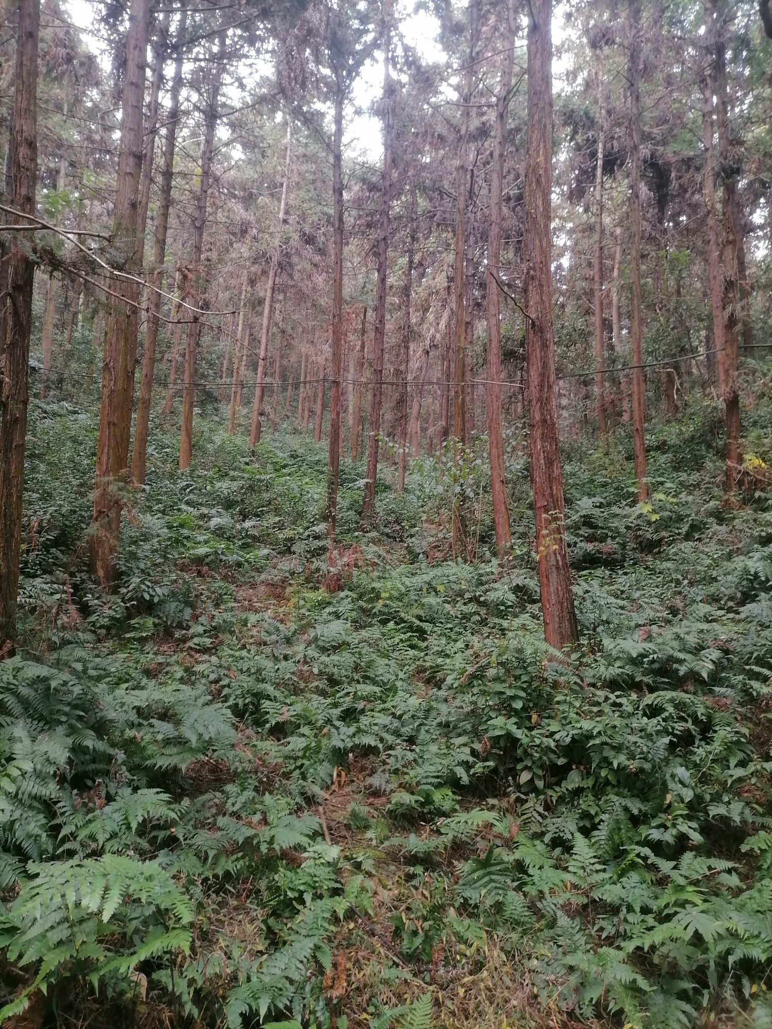 石门森林公园旅行图片 1