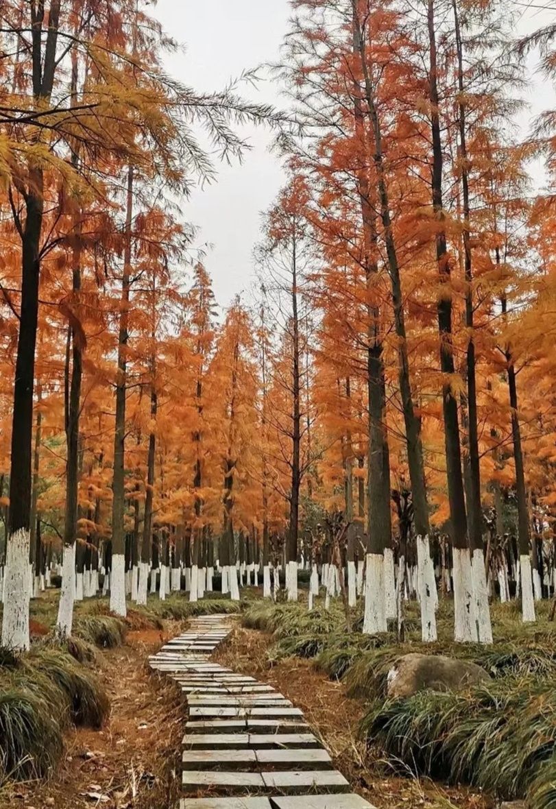 孔目江国家湿地公园旅行图片 3