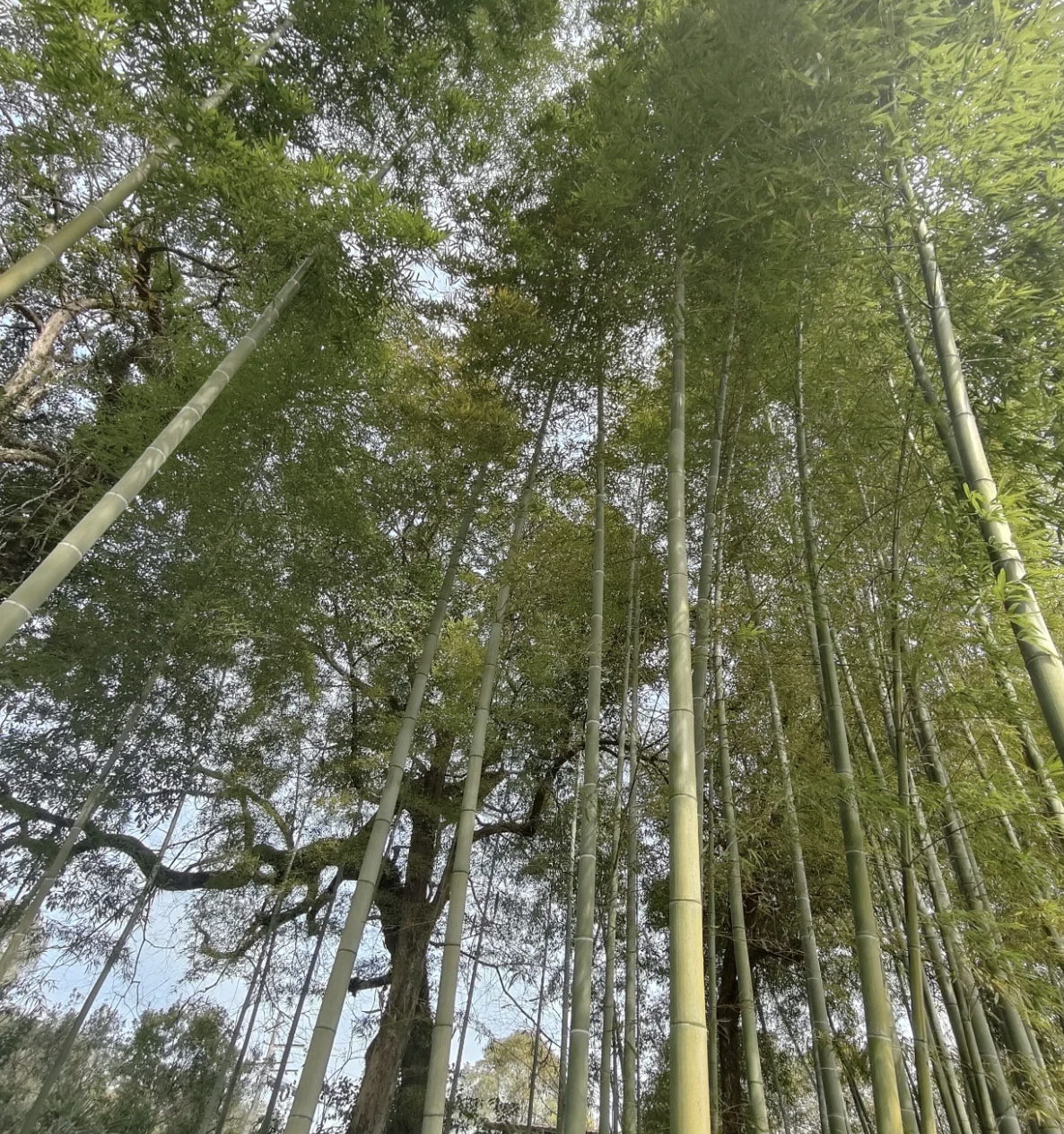 昌坊度假村旅行图片 1
